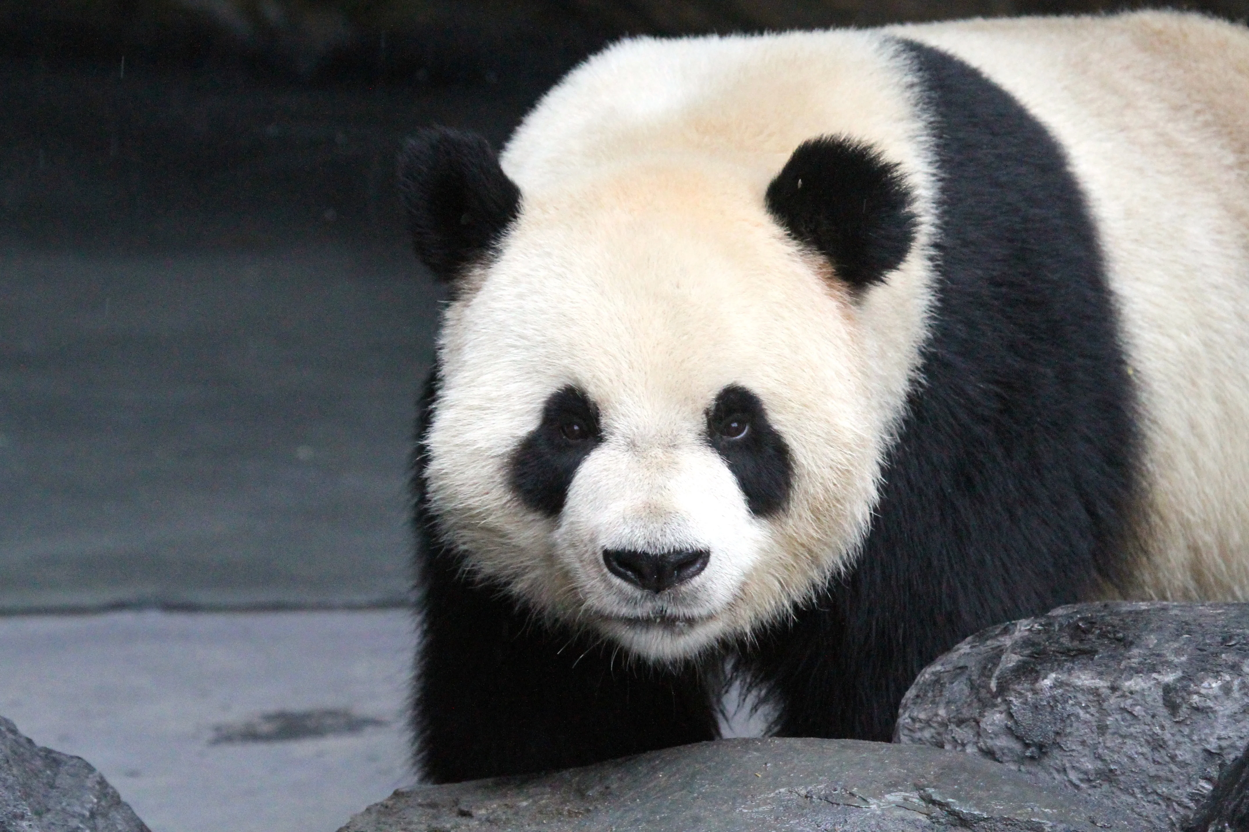 Pairi Daiza