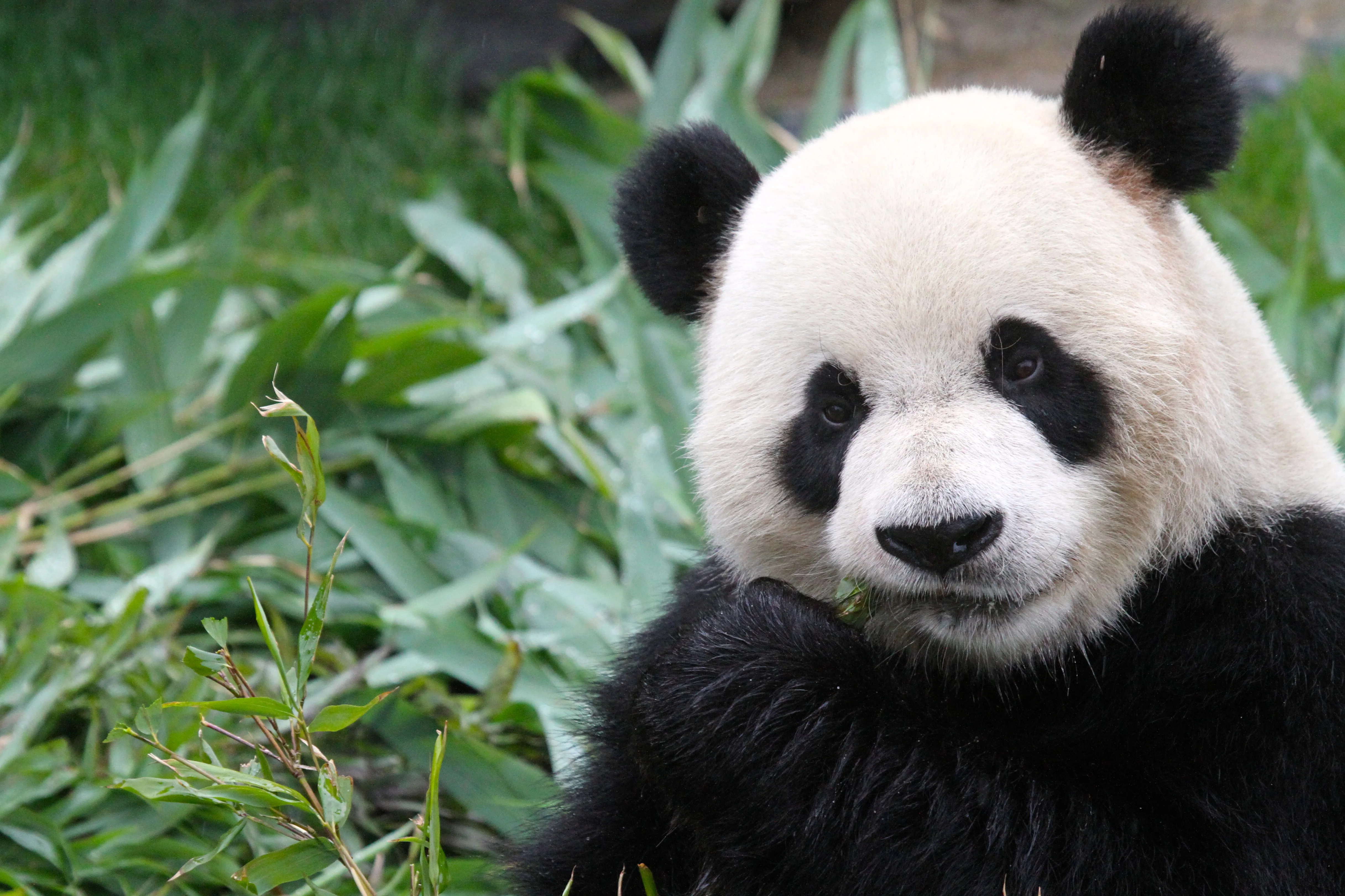 Pairi Daiza