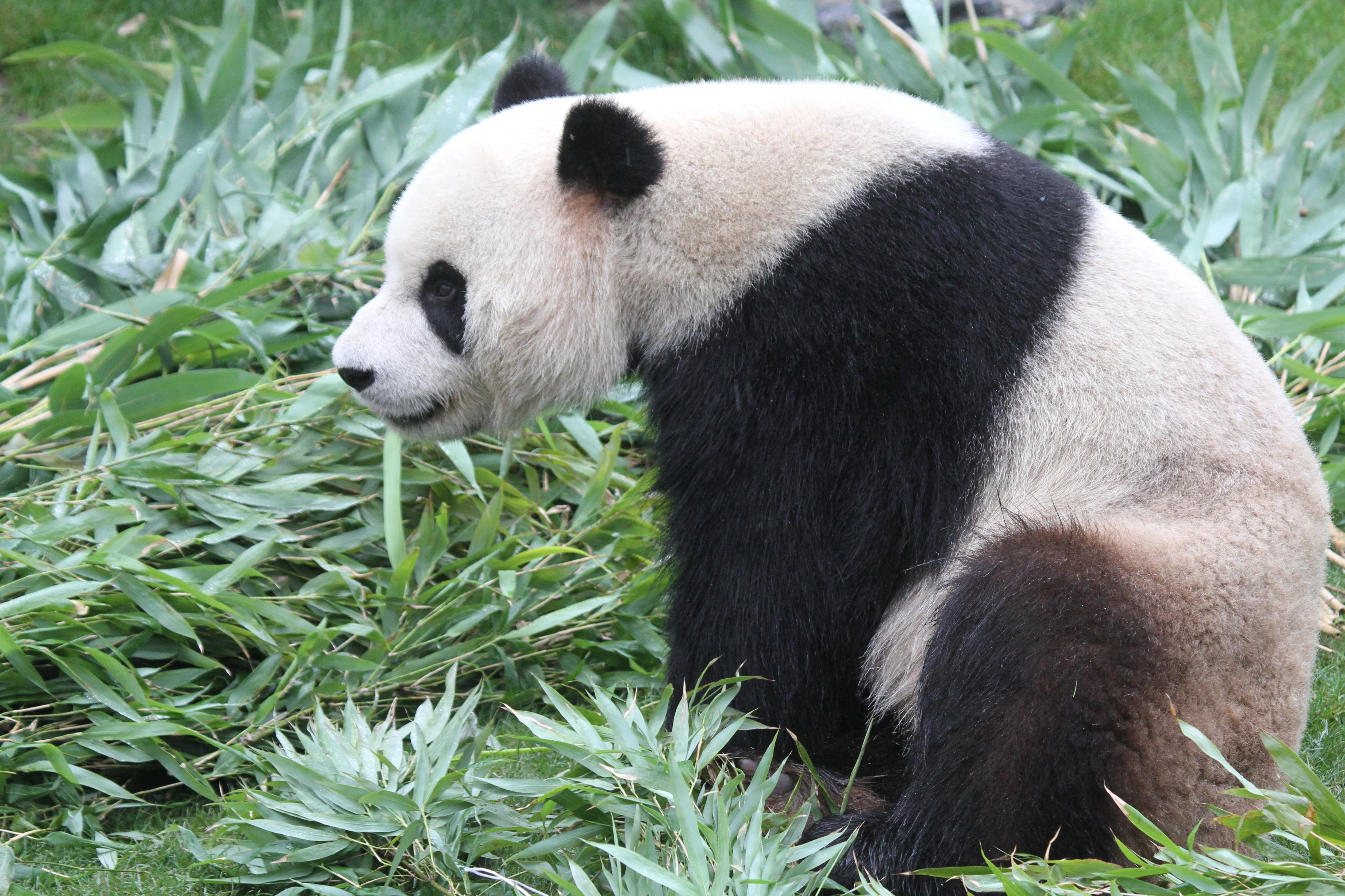 Pairi Daiza