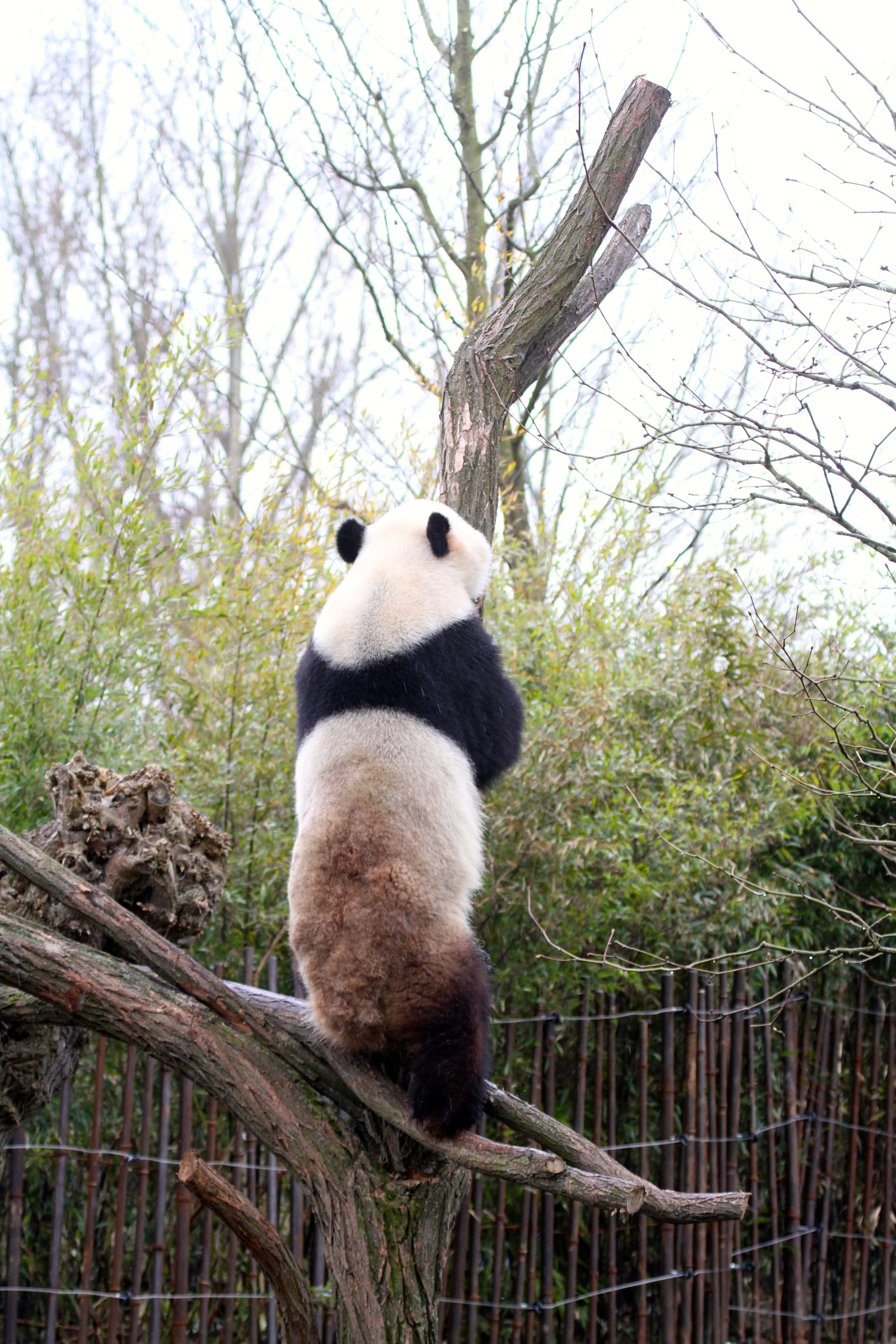 Pairi Daiza