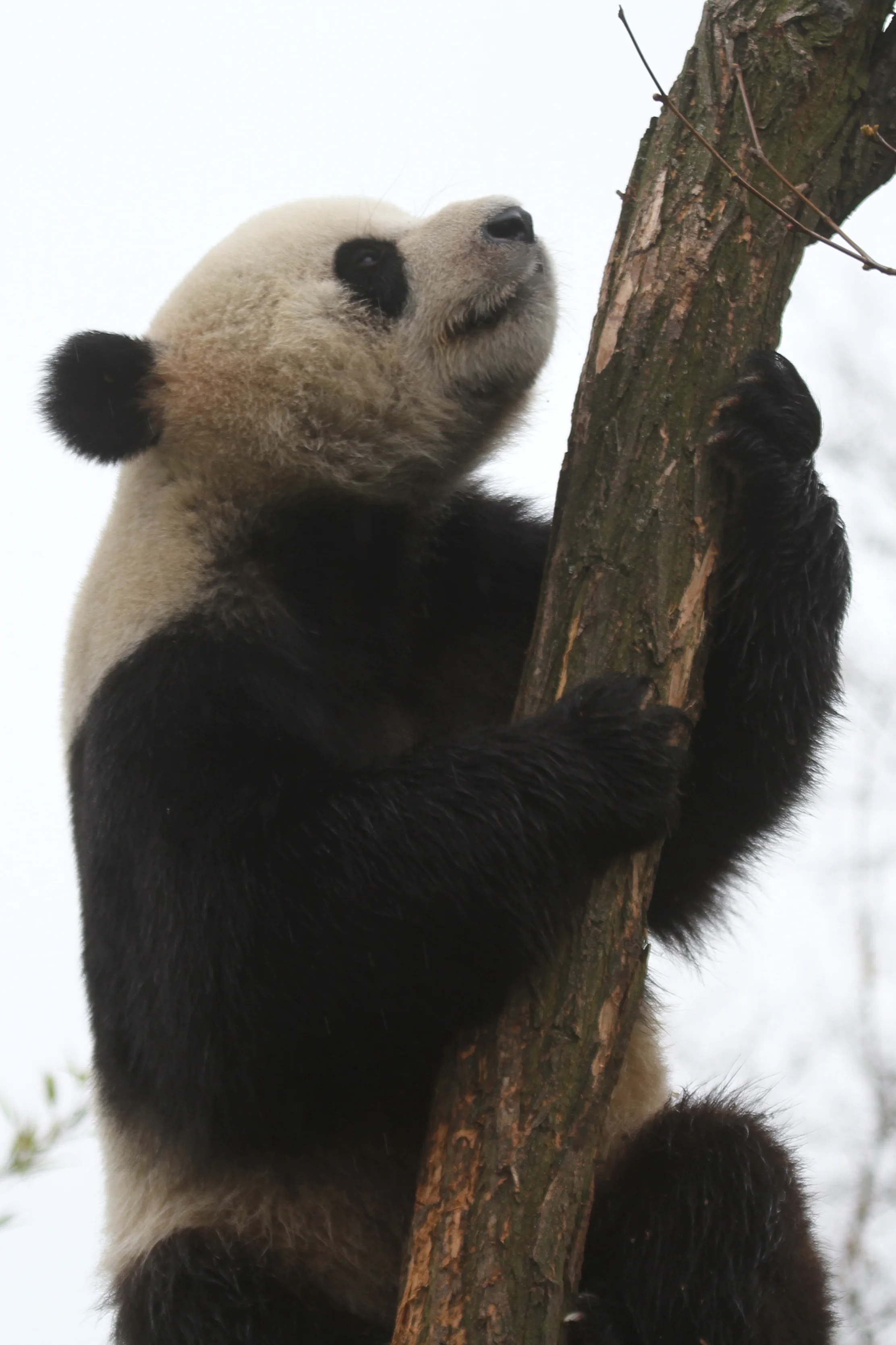 Pairi Daiza