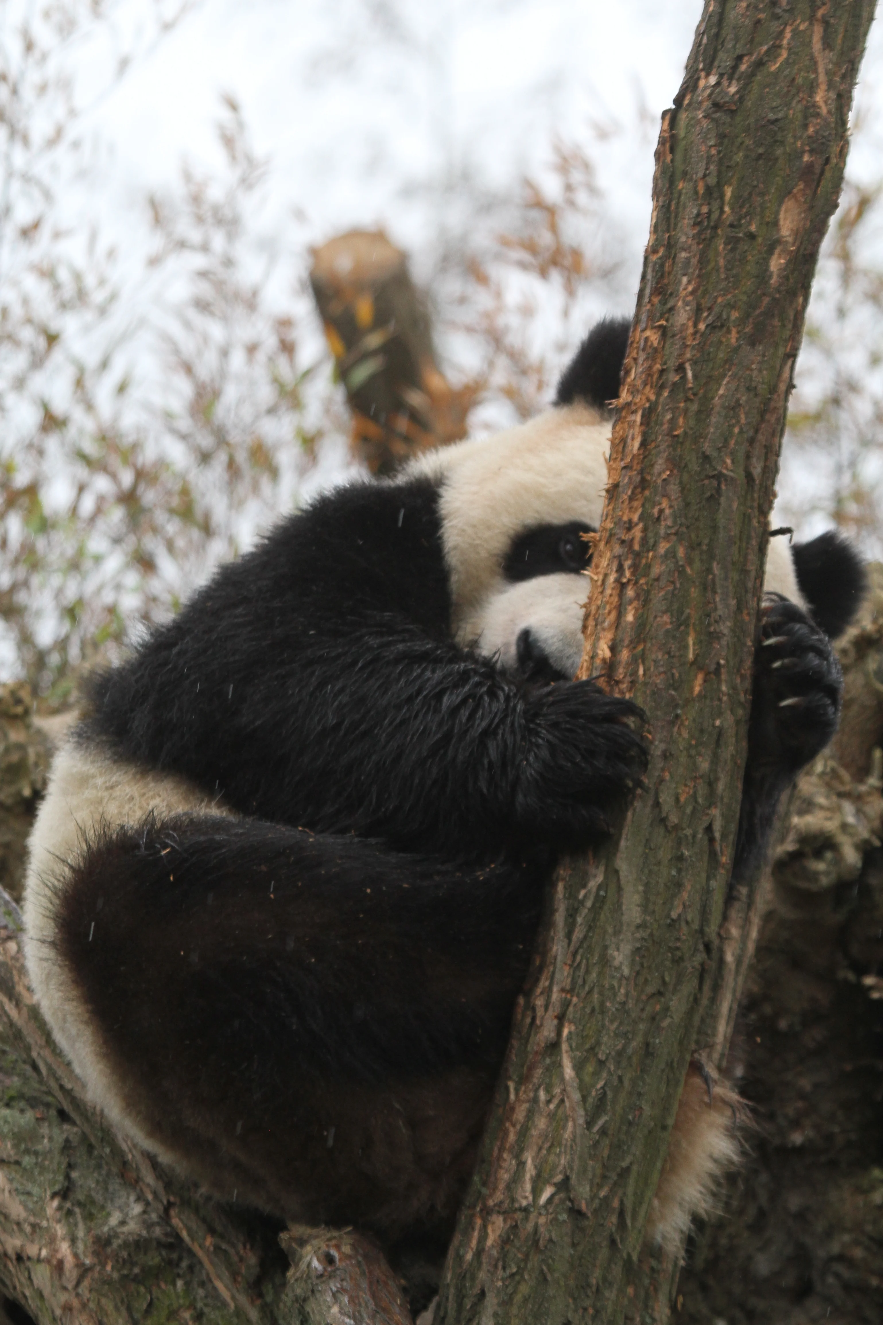 Pairi Daiza