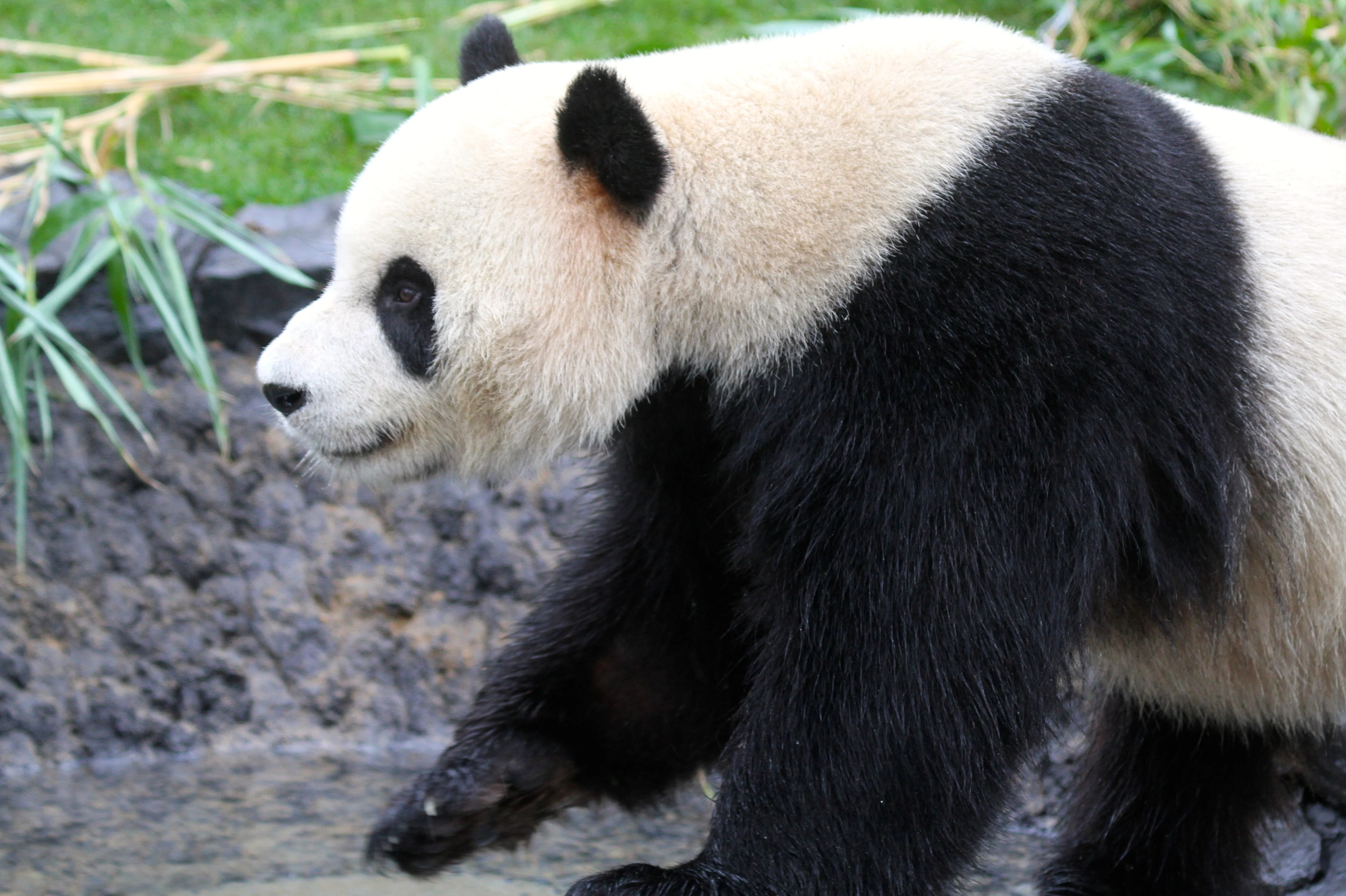 Pairi Daiza