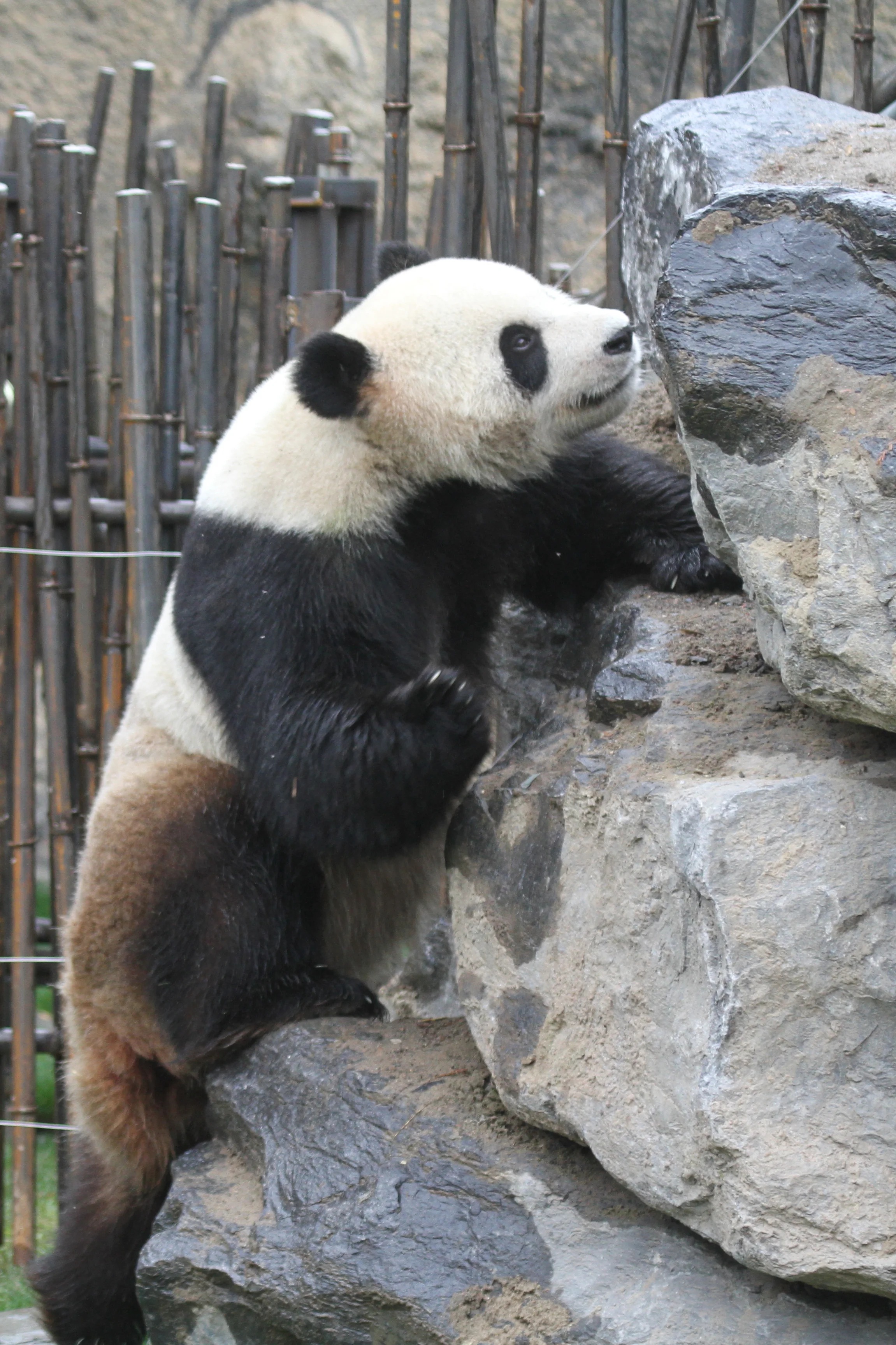 Pairi Daiza