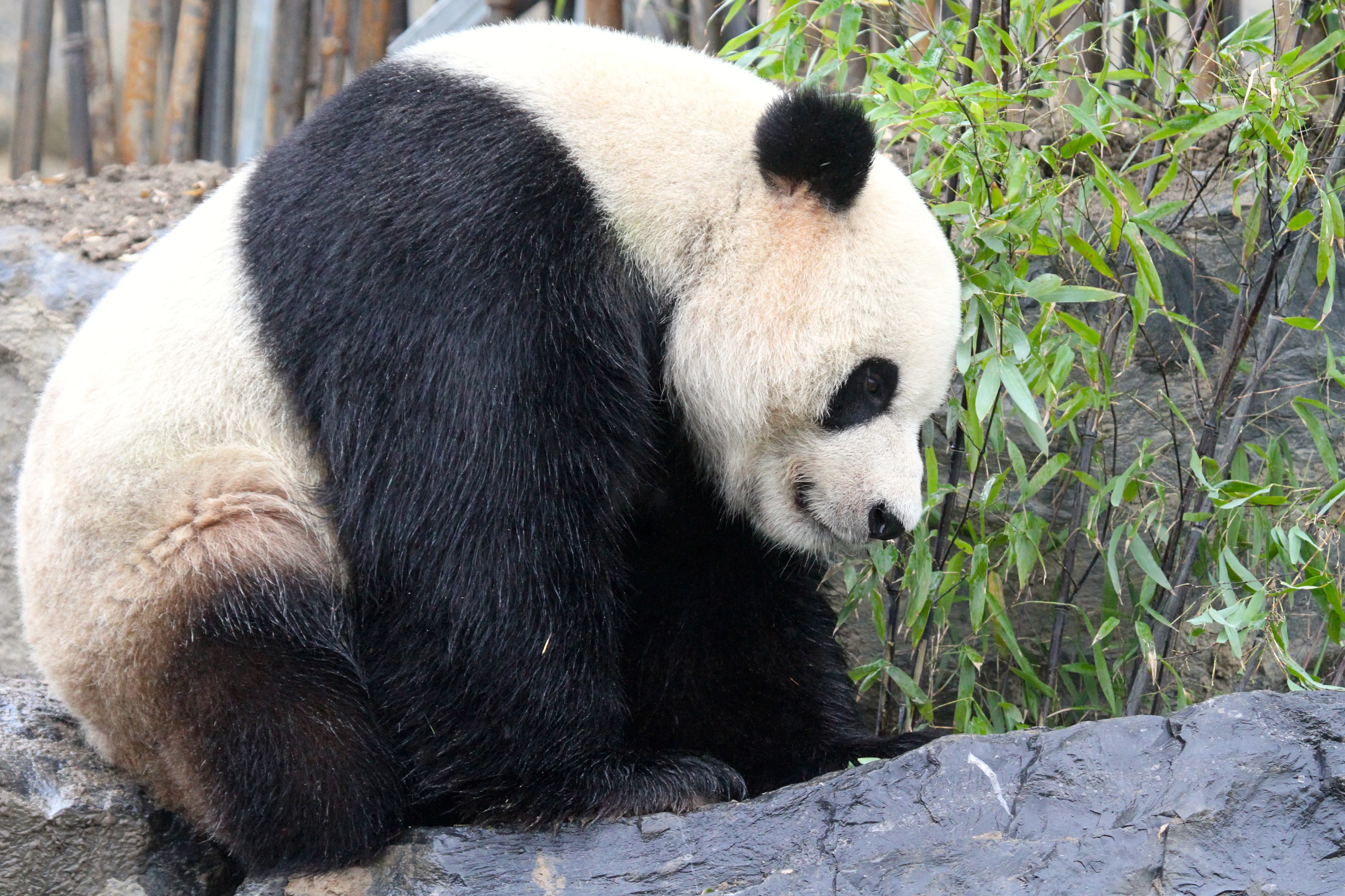 Pairi Daiza