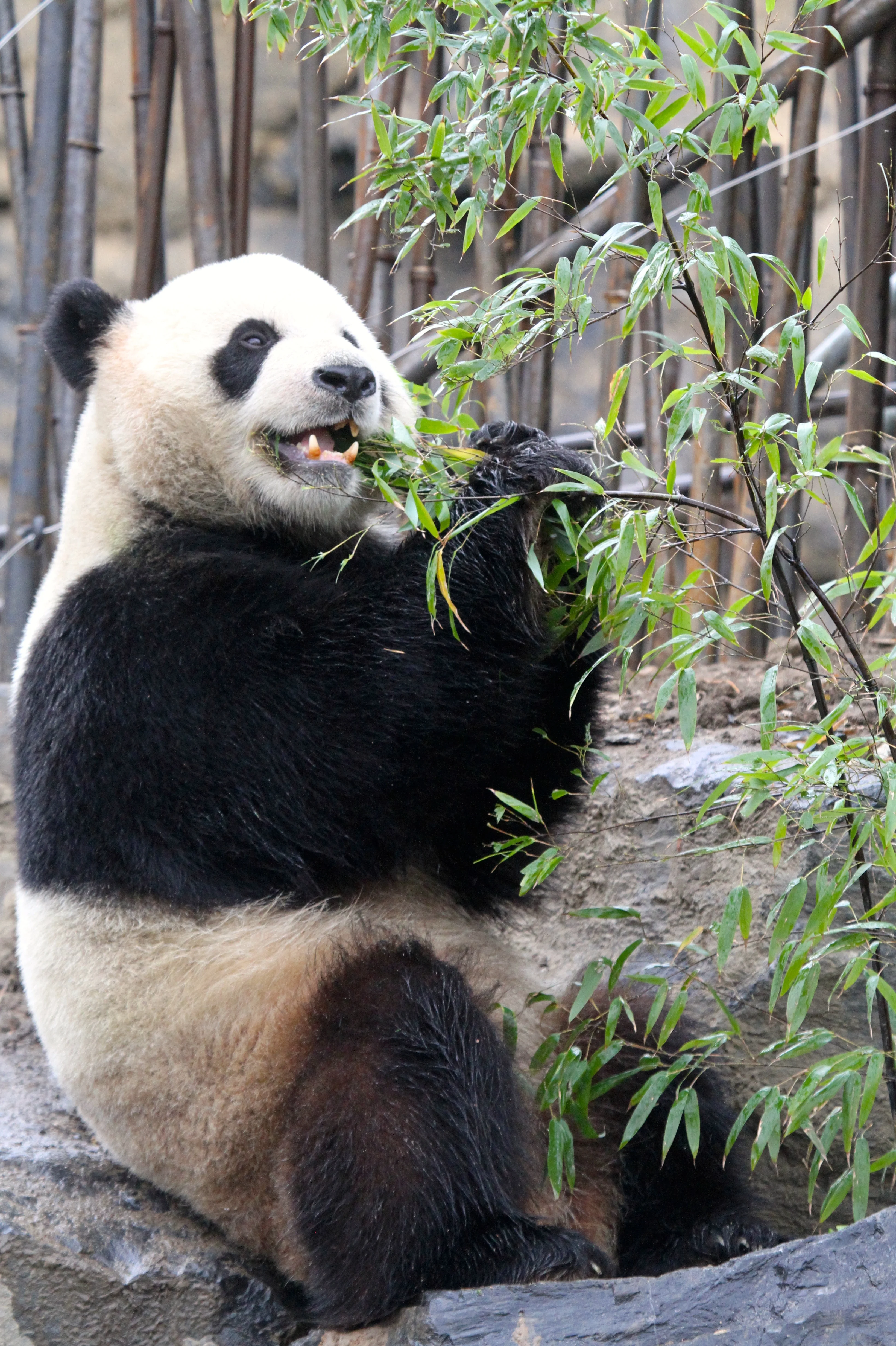 Pairi Daiza