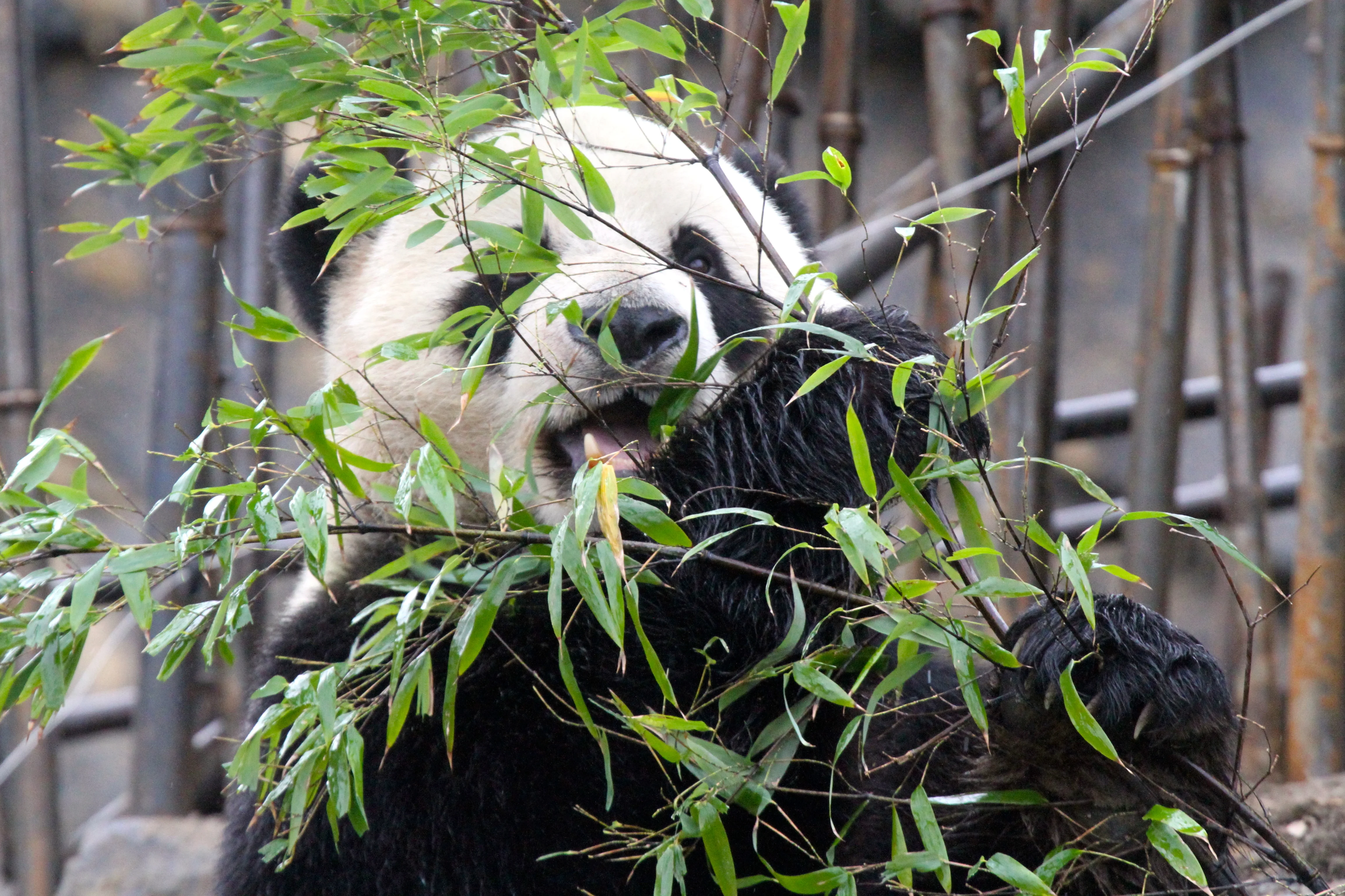 Pairi Daiza