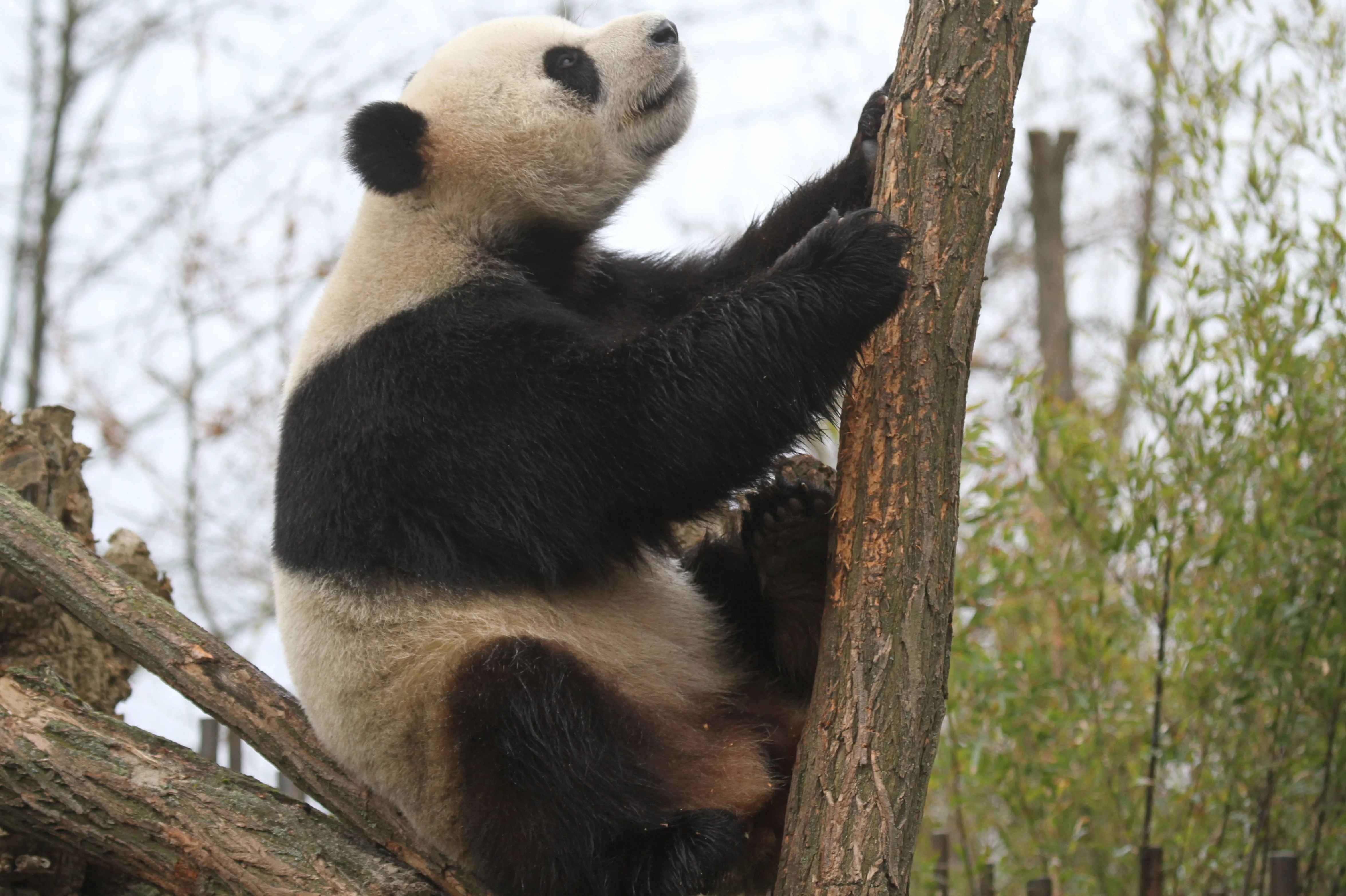 Pairi Daiza