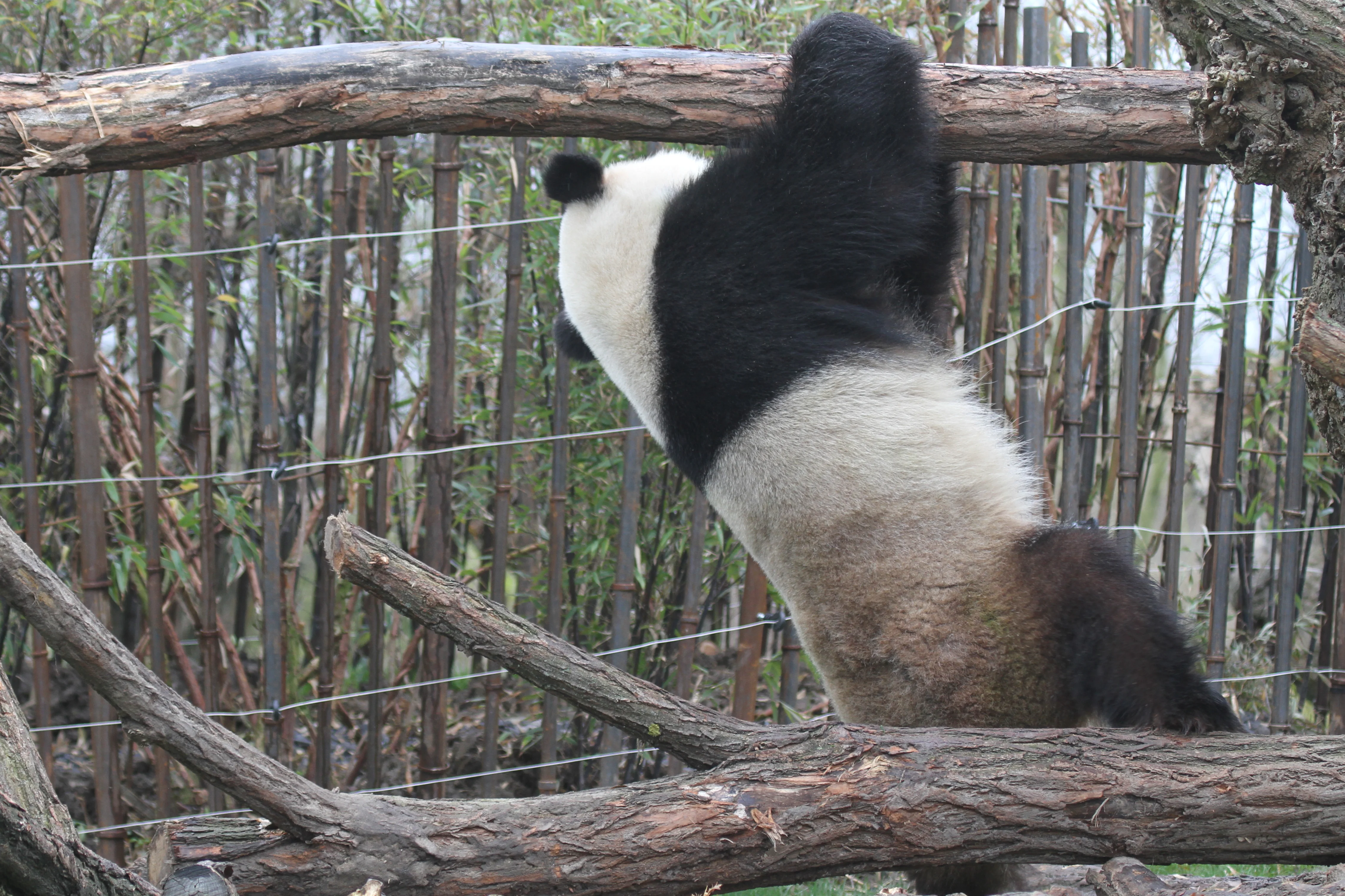 Pairi Daiza