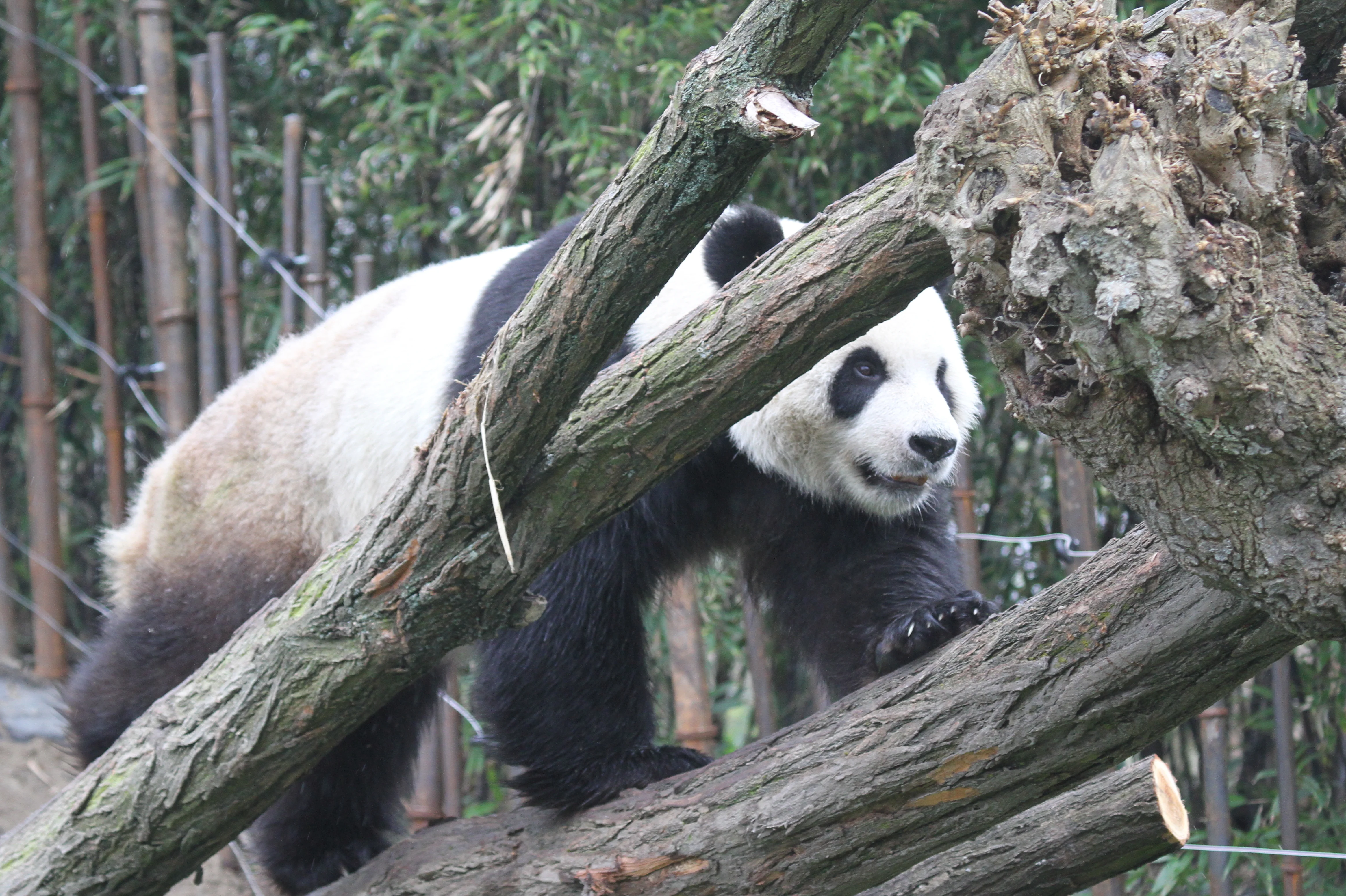 Pairi Daiza