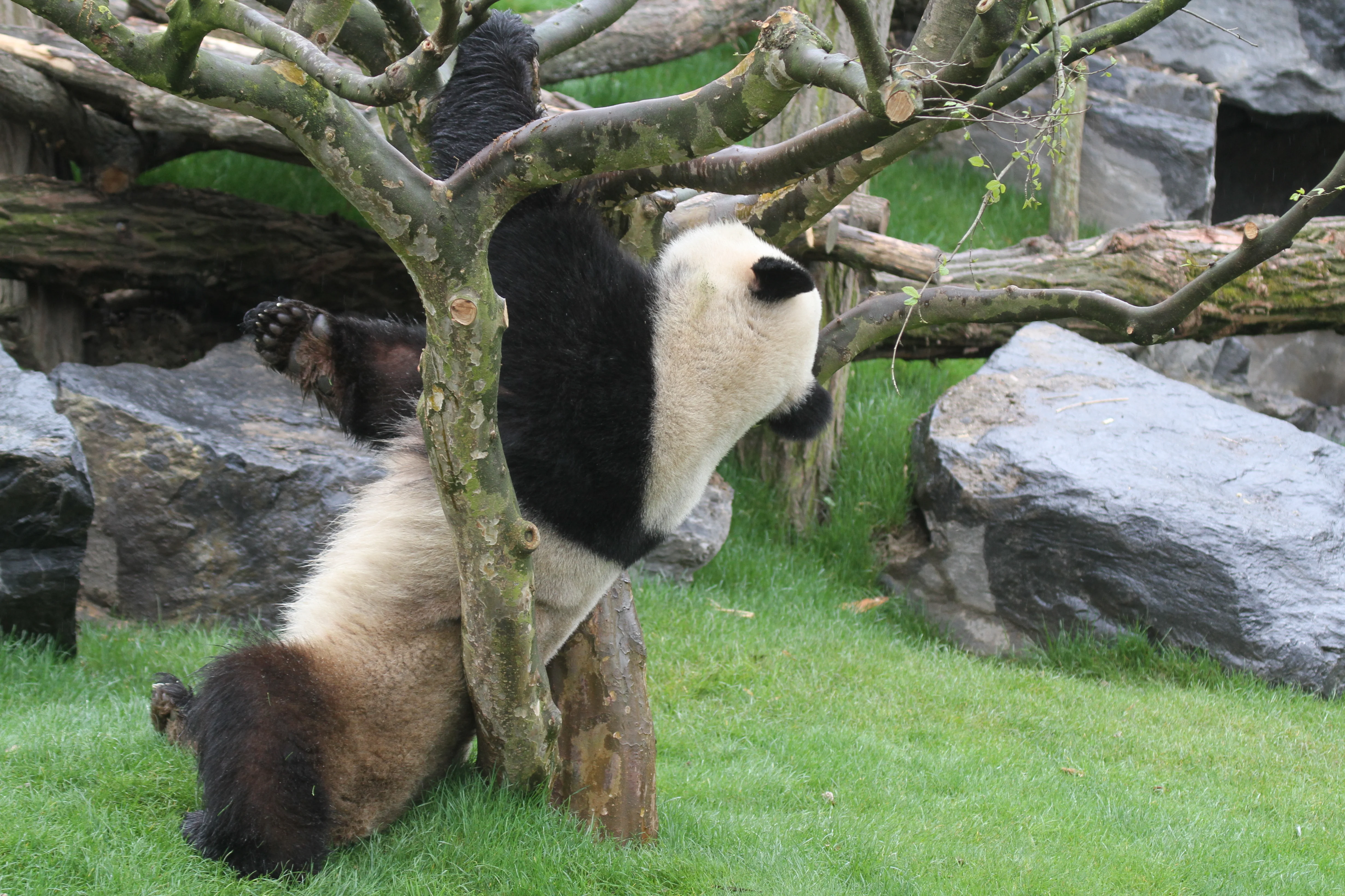 Pairi Daiza