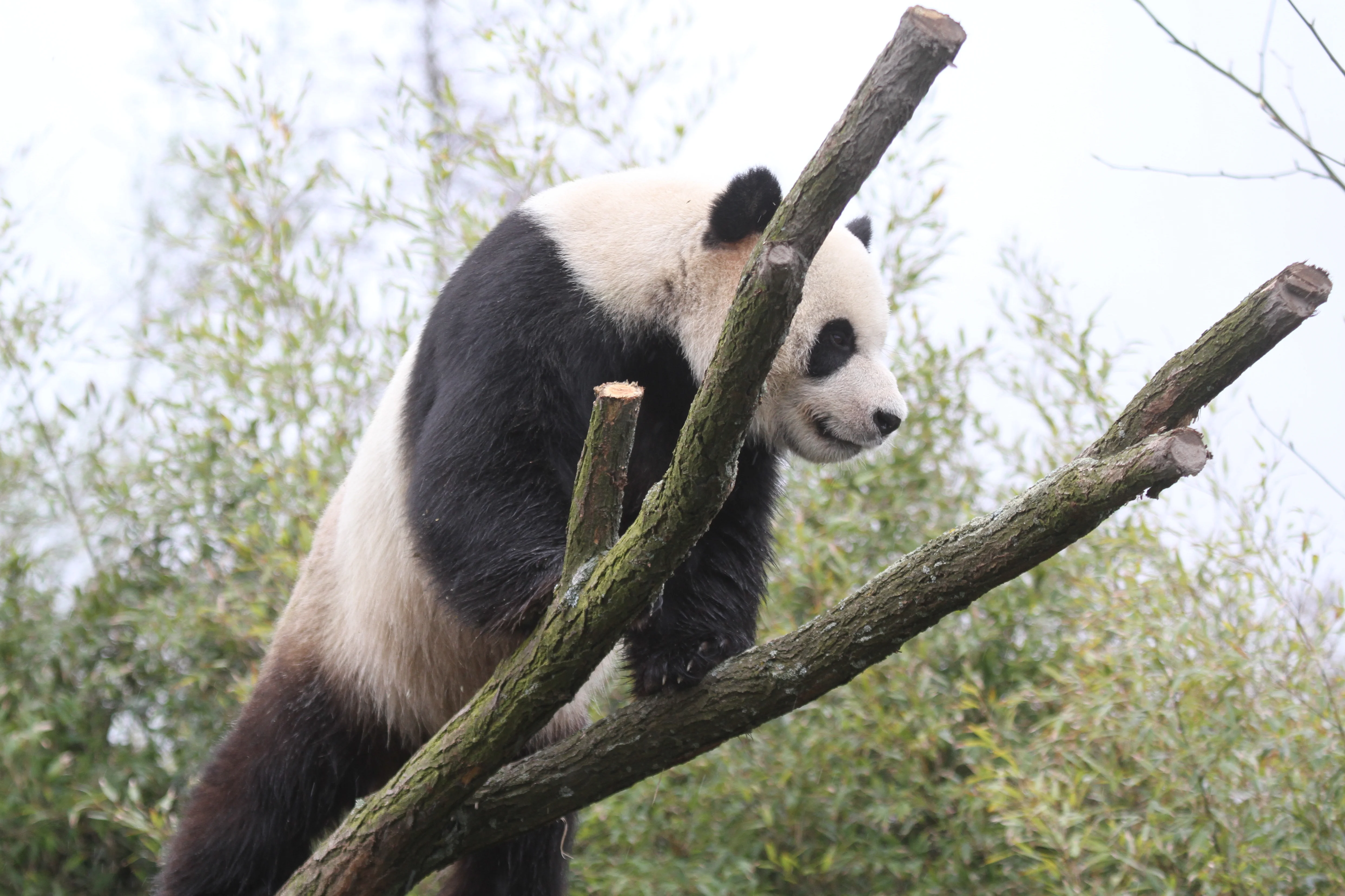 Pairi Daiza
