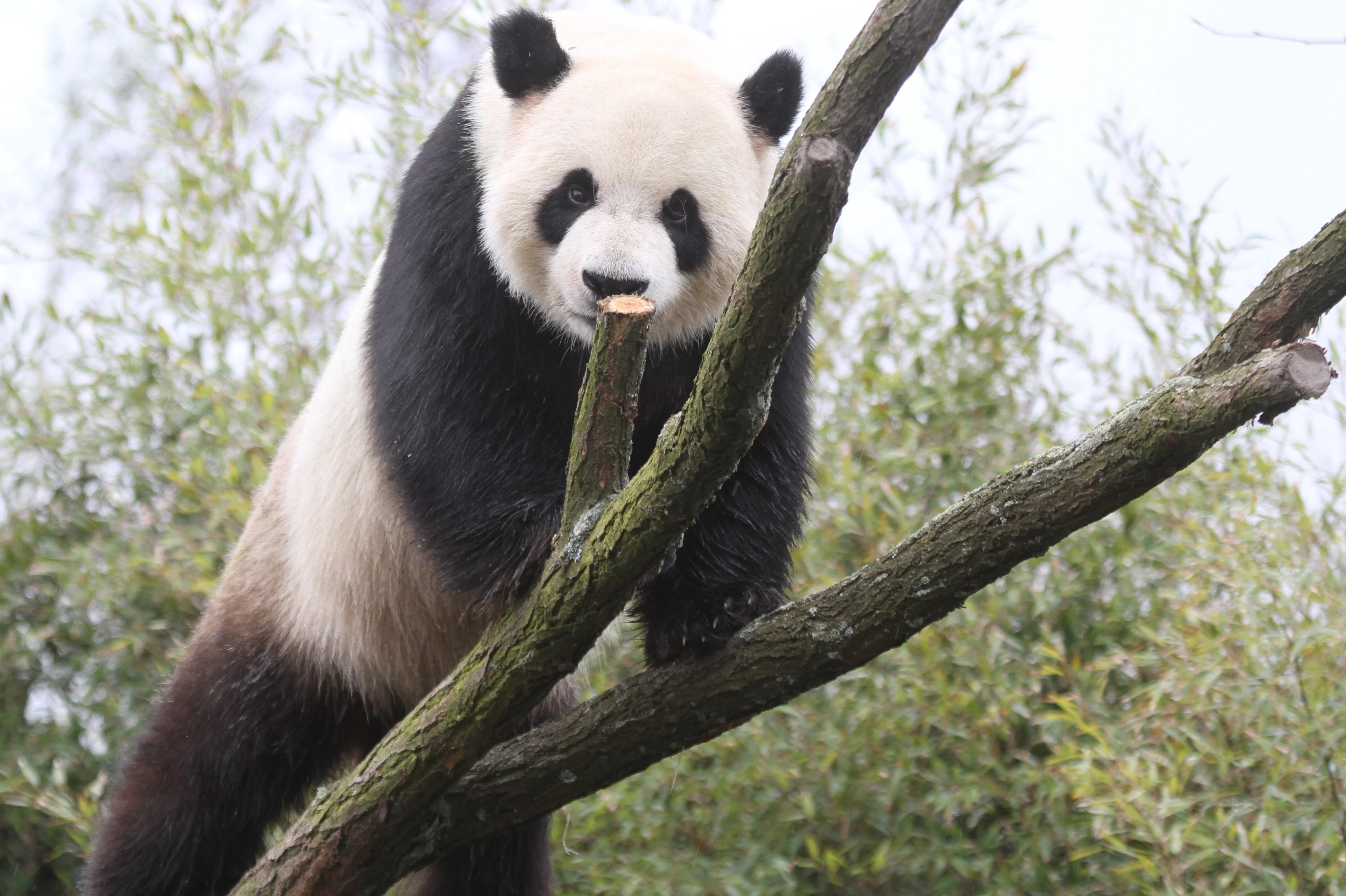 Pairi Daiza