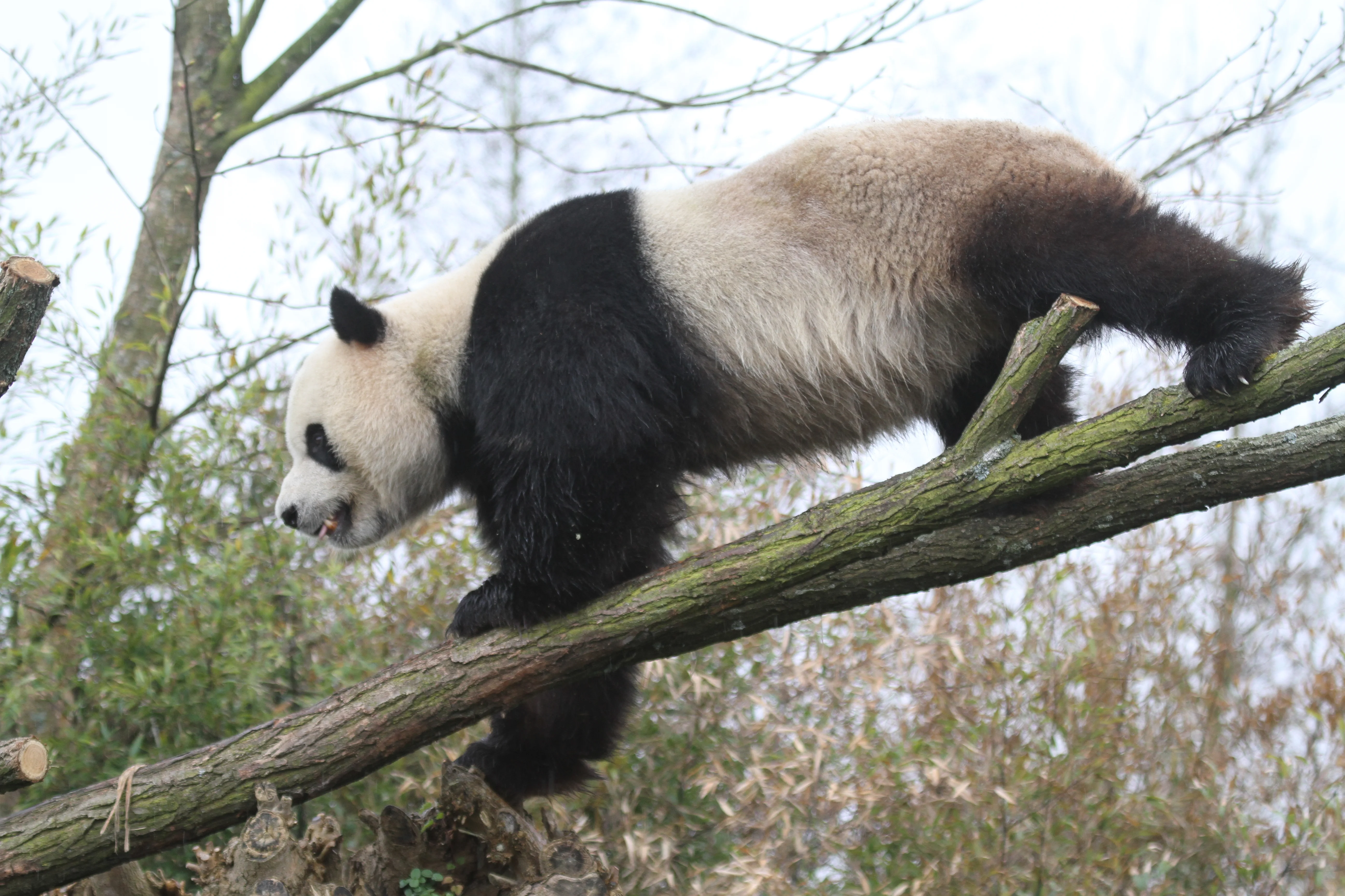 Pairi Daiza