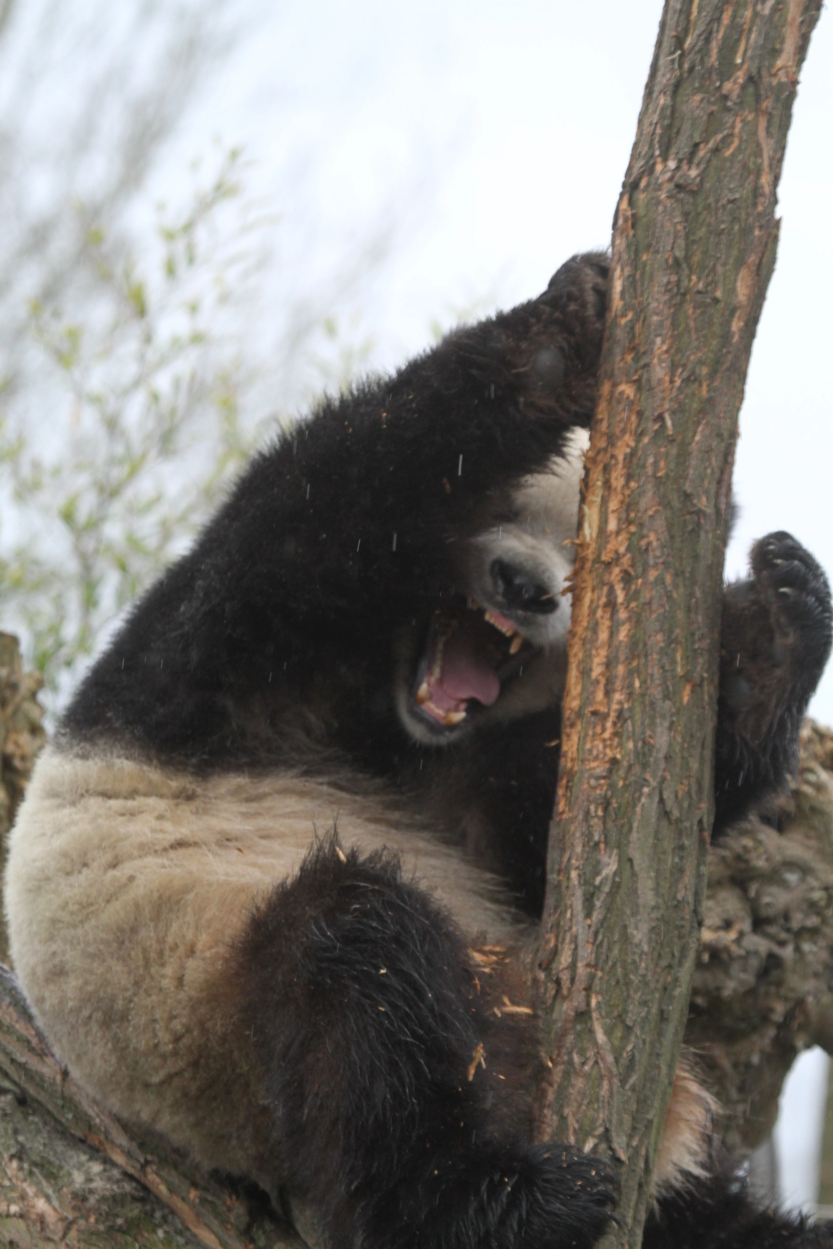 Pairi Daiza