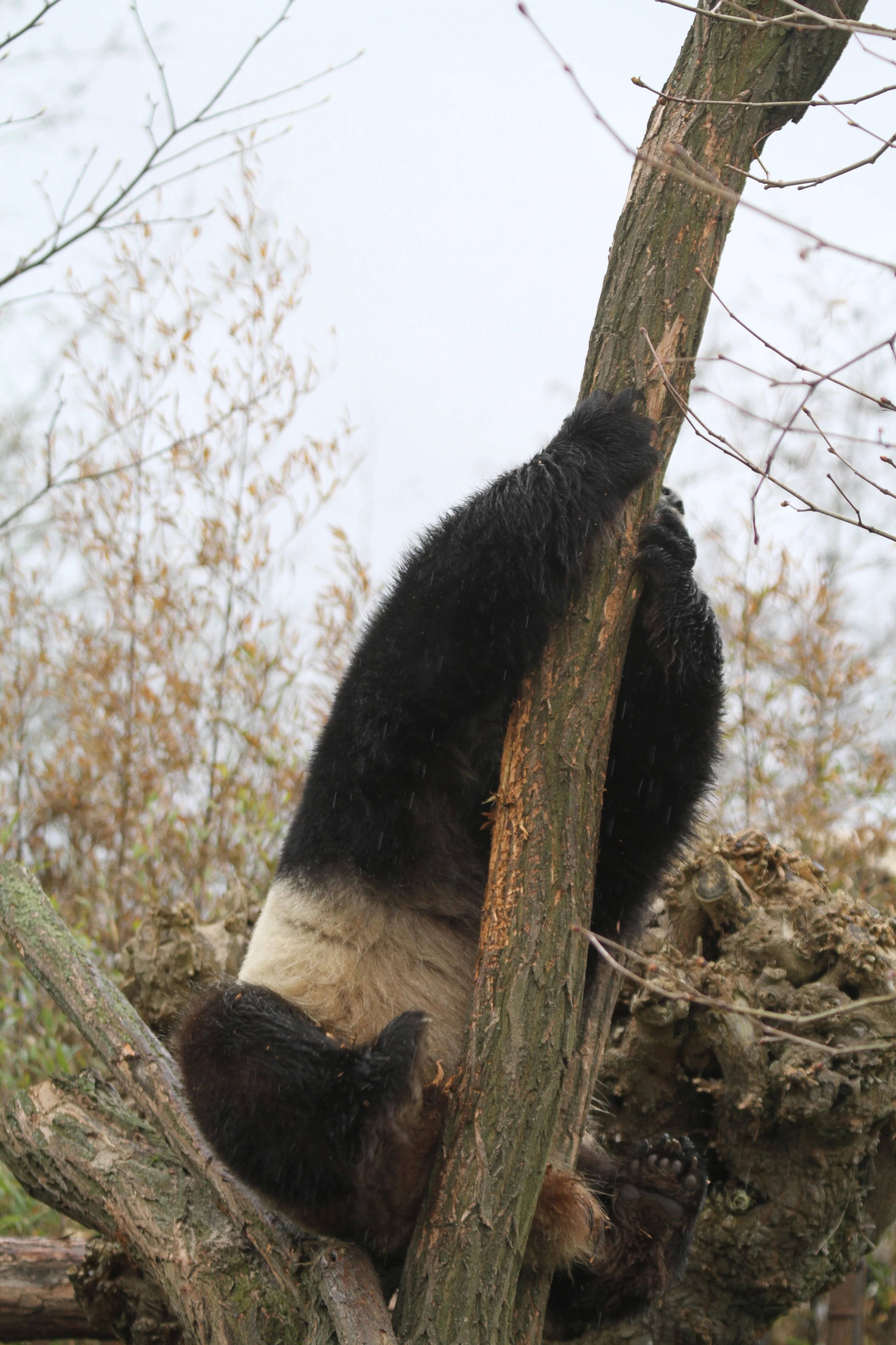 Pairi Daiza