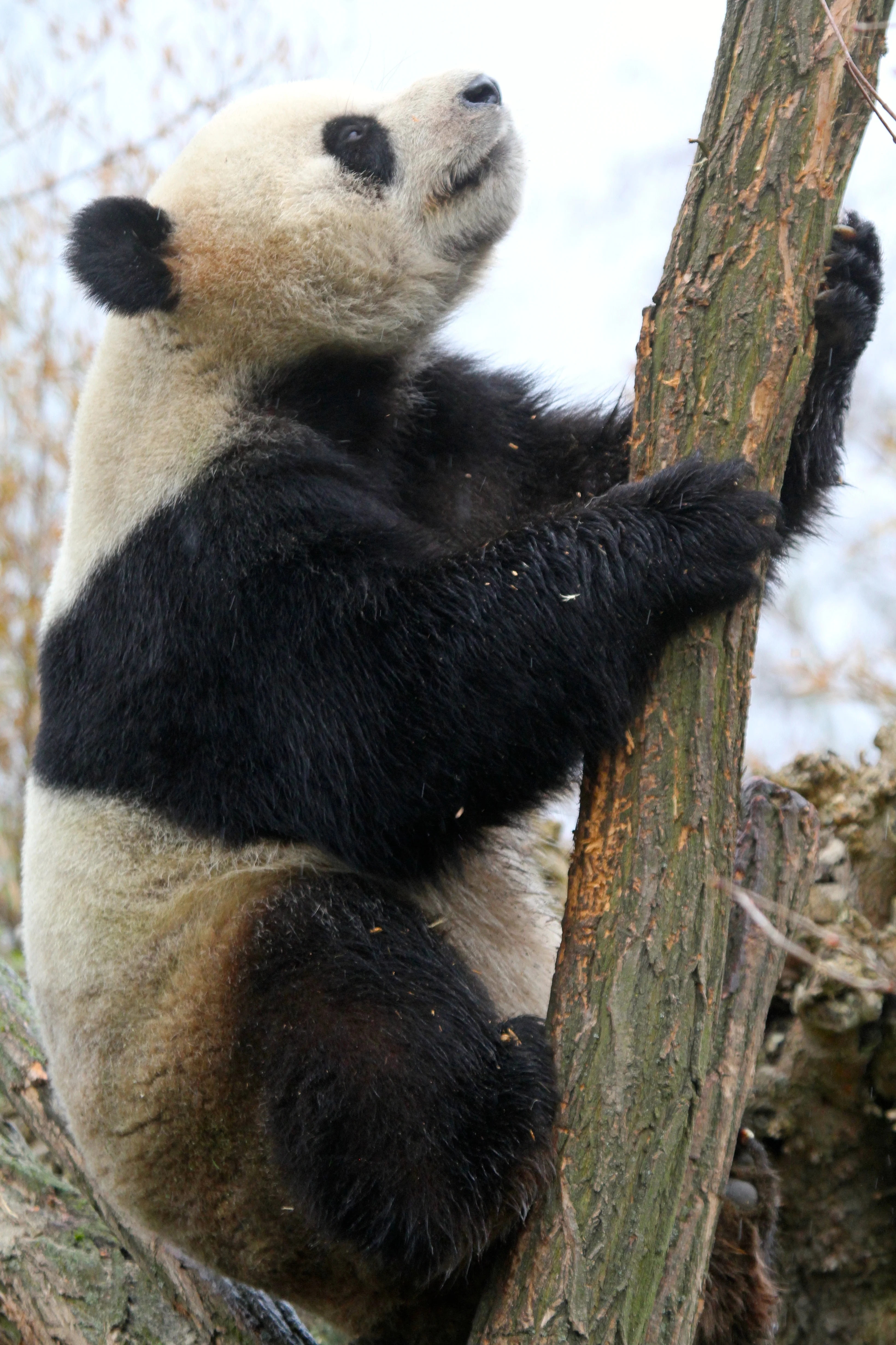 Pairi Daiza