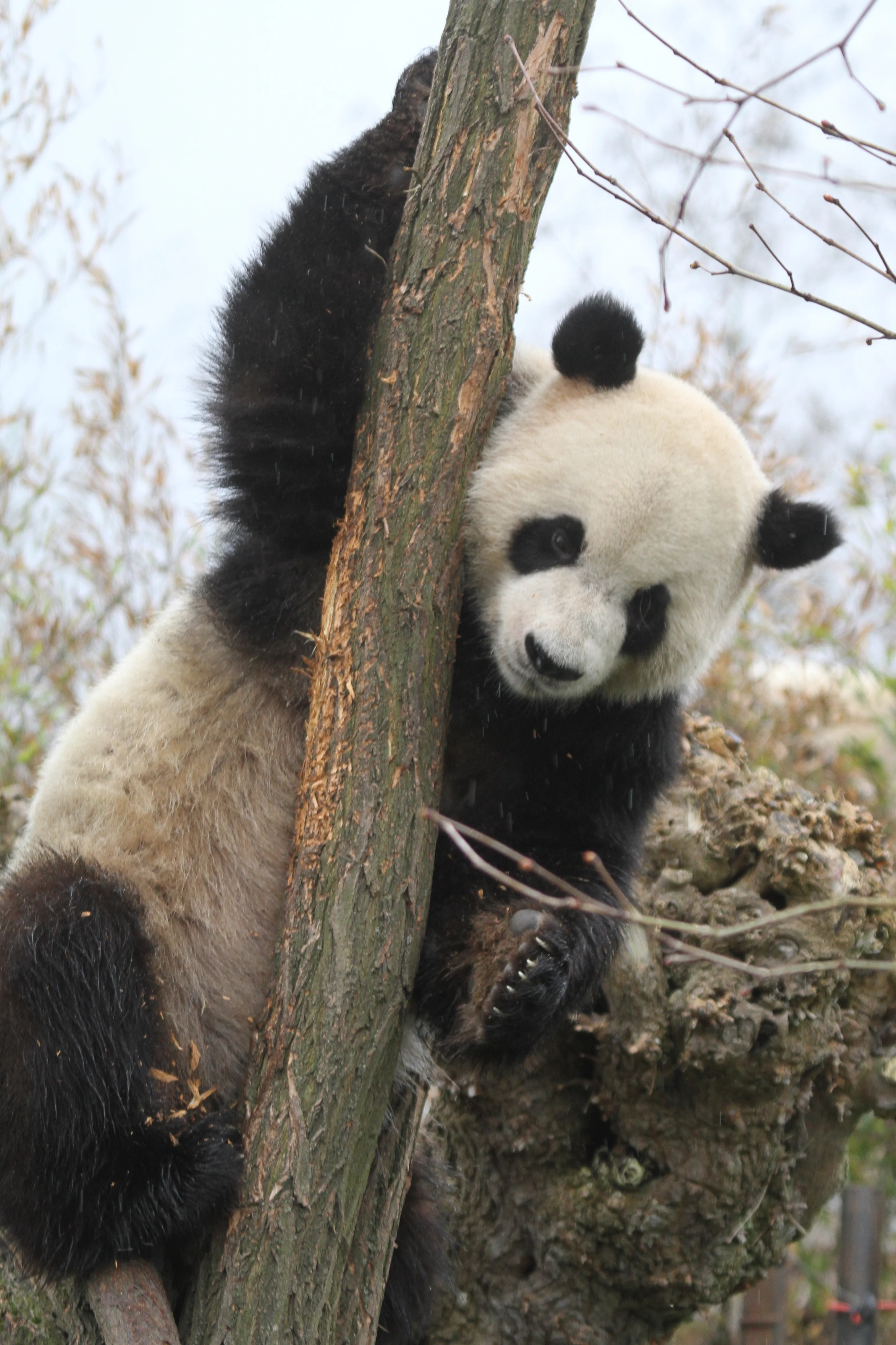Pairi Daiza