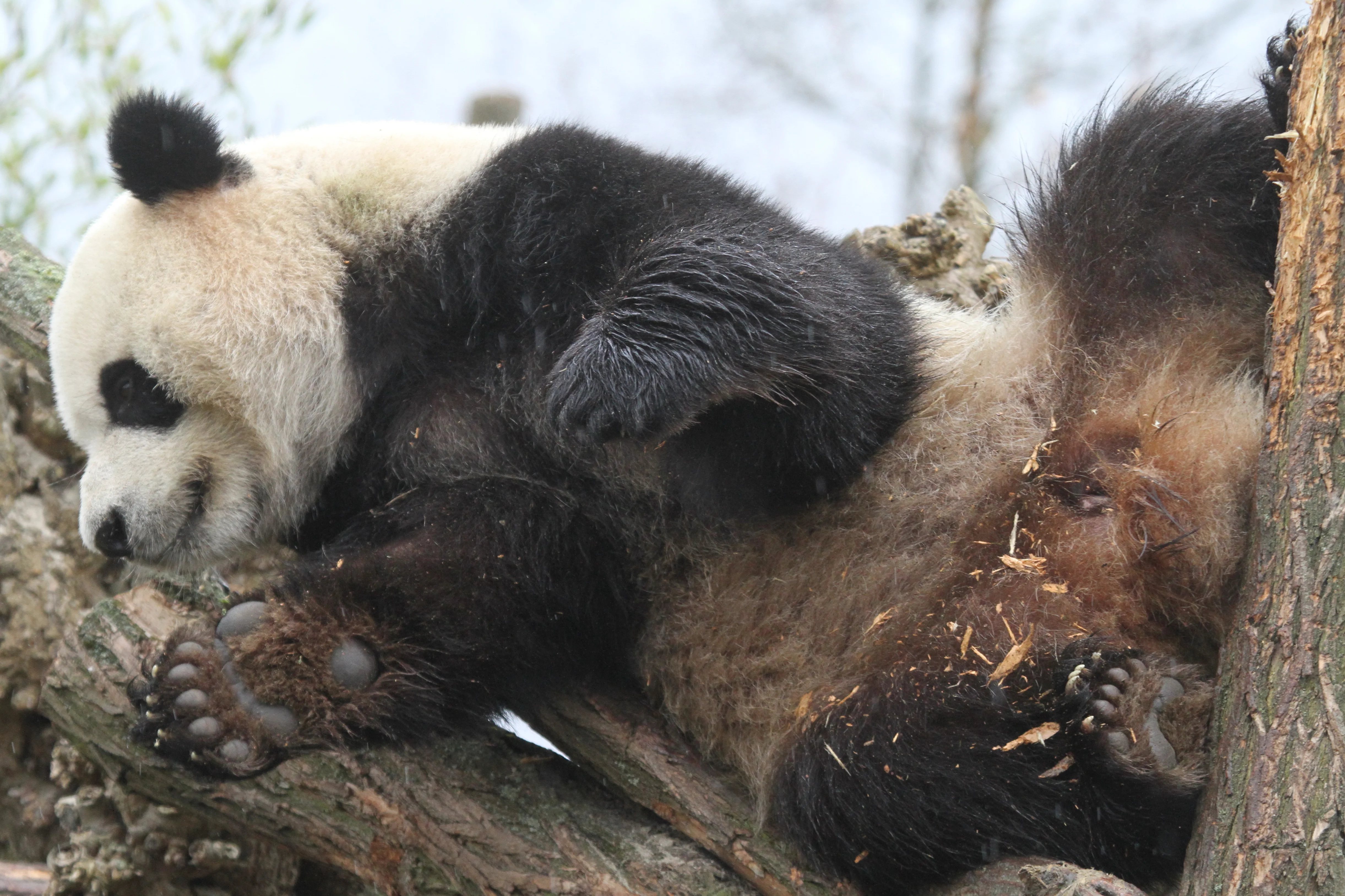 Pairi Daiza