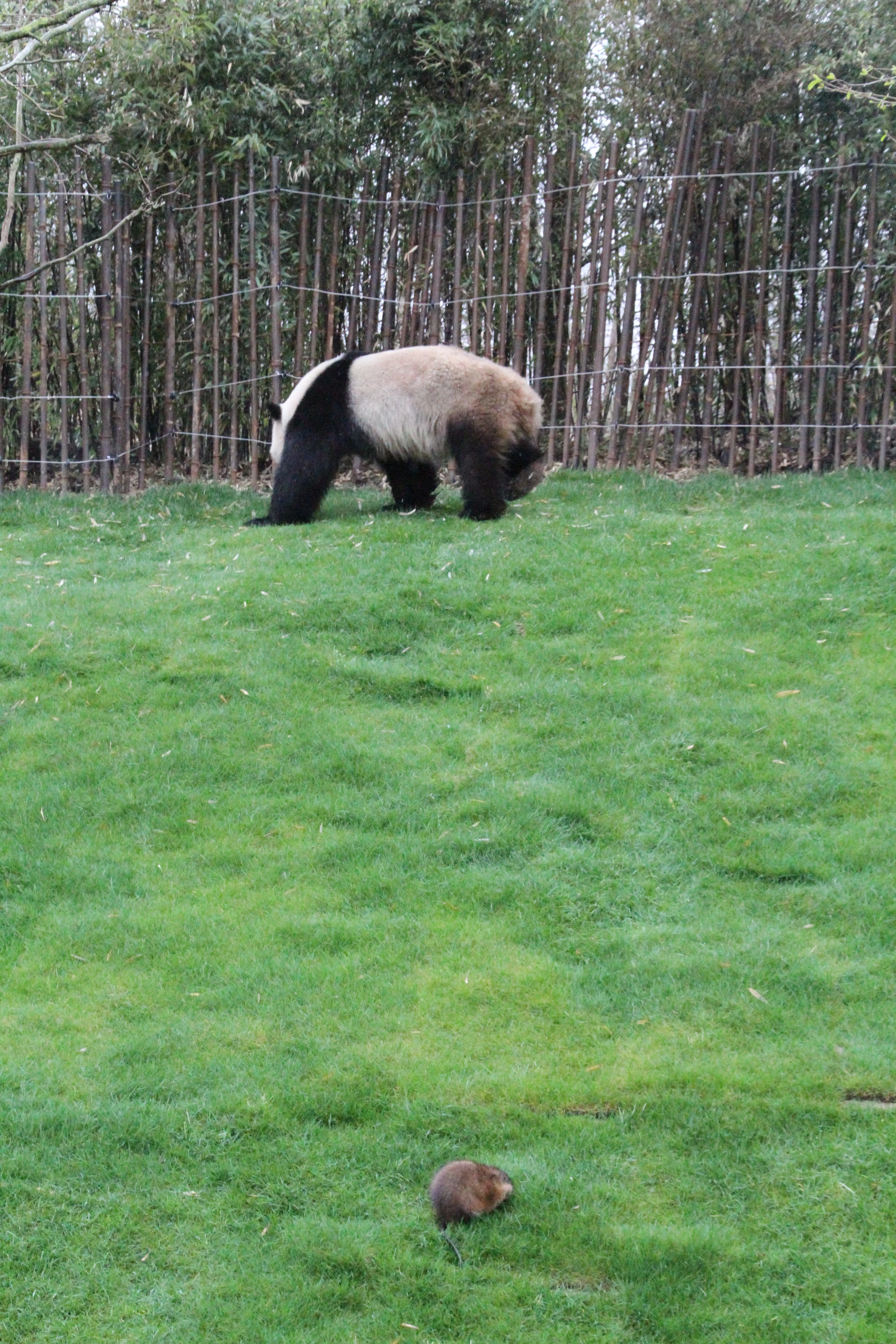 Pairi Daiza