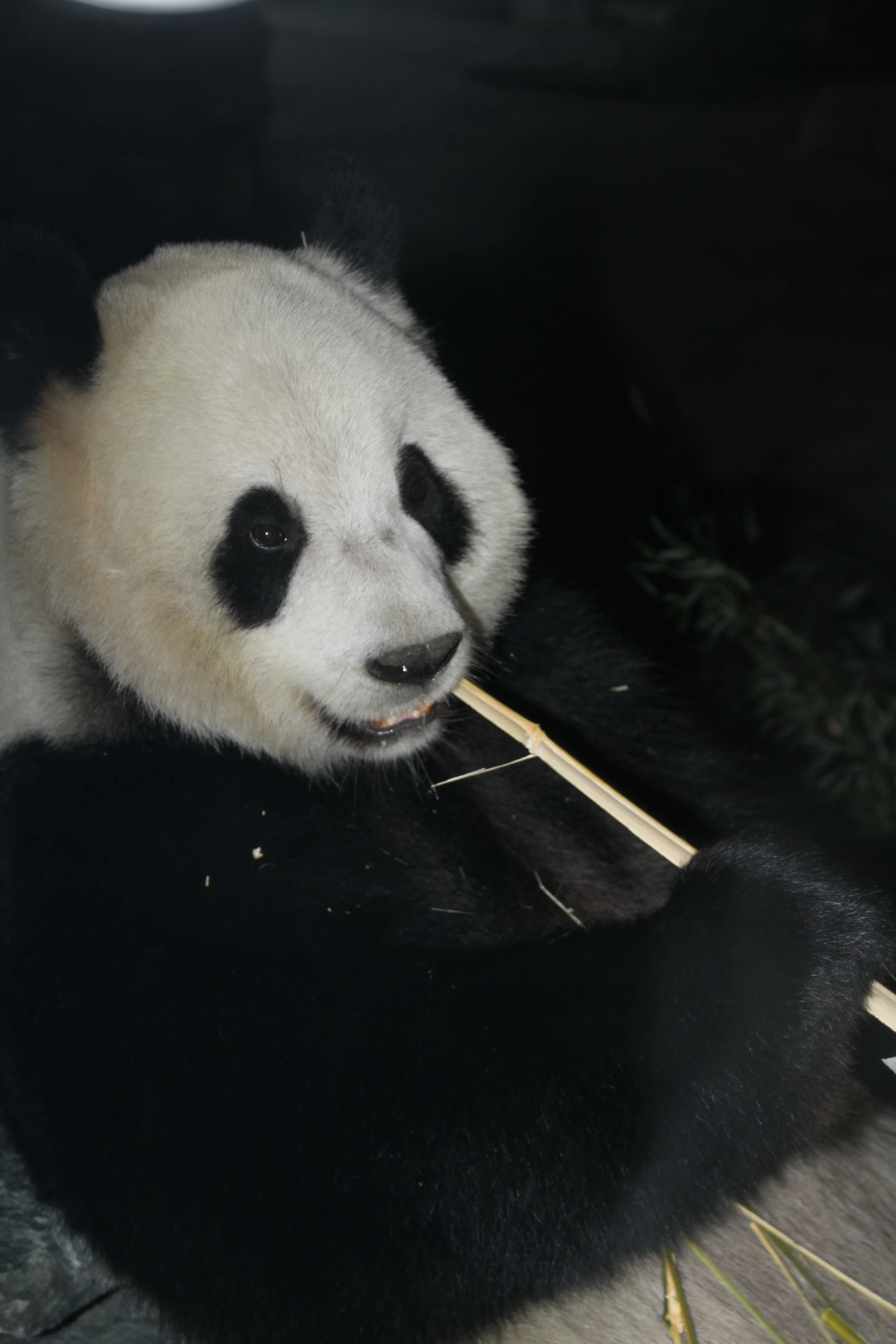 Pairi Daiza