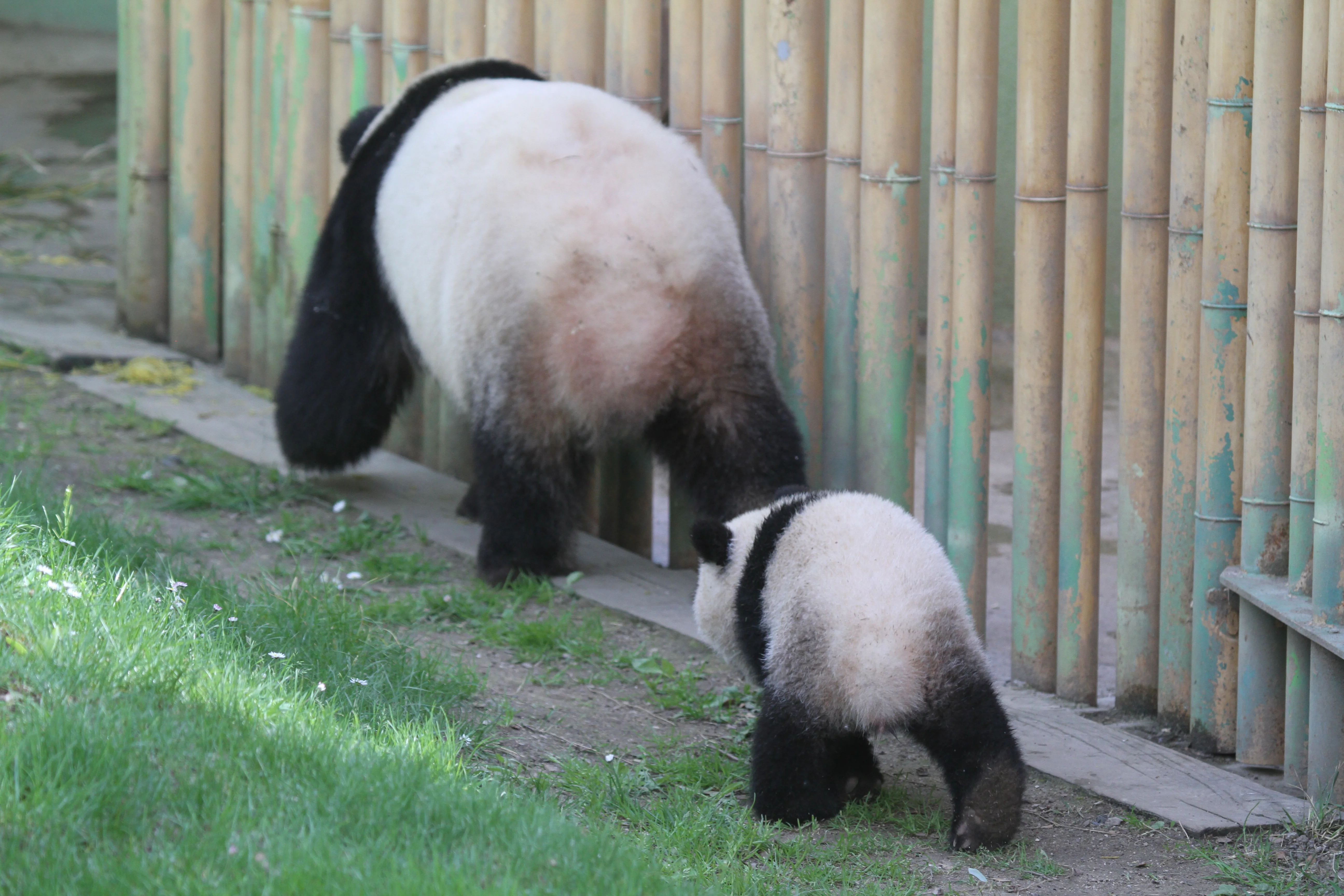 Zoo Madrid