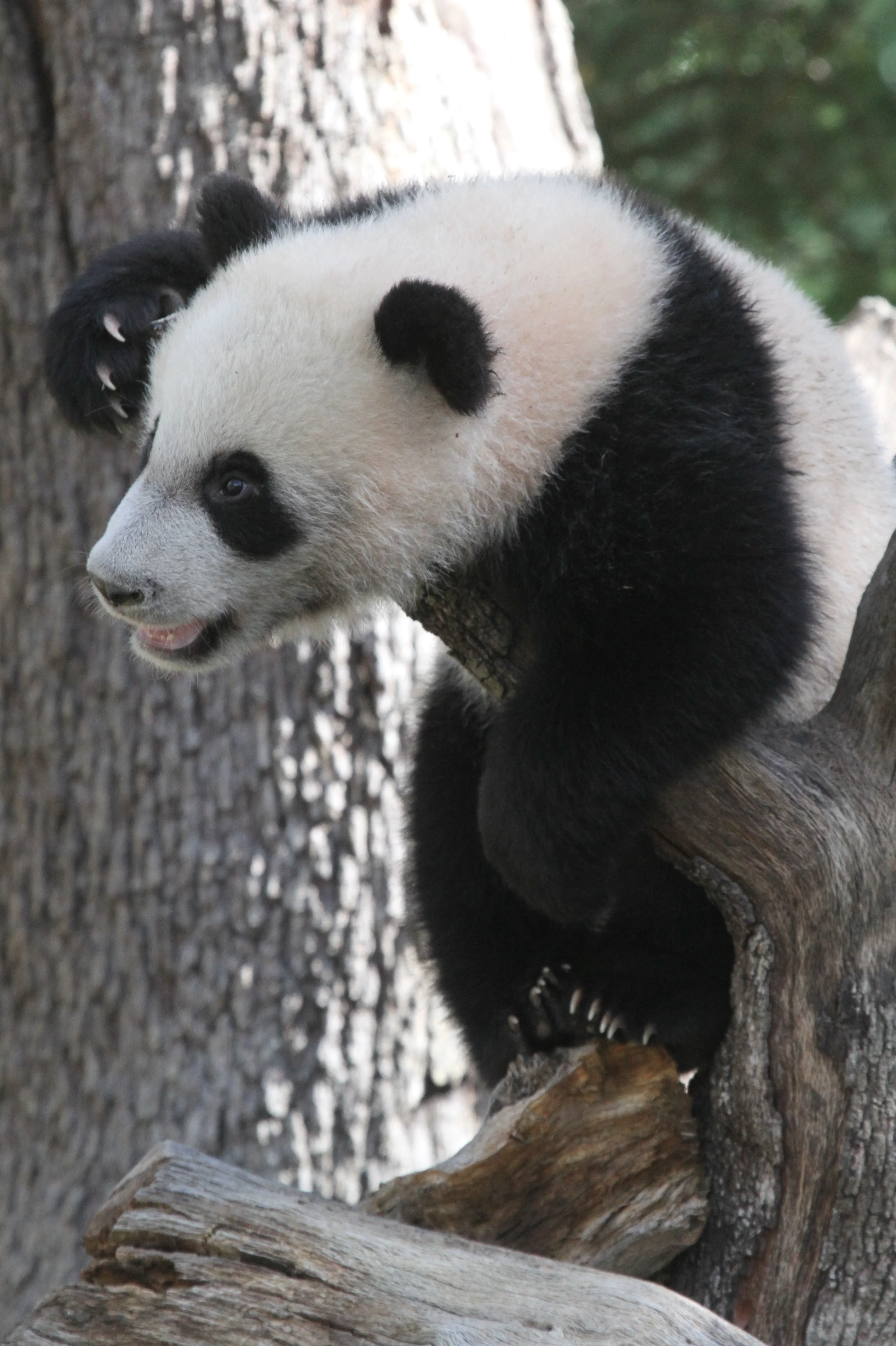 Zoo Madrid