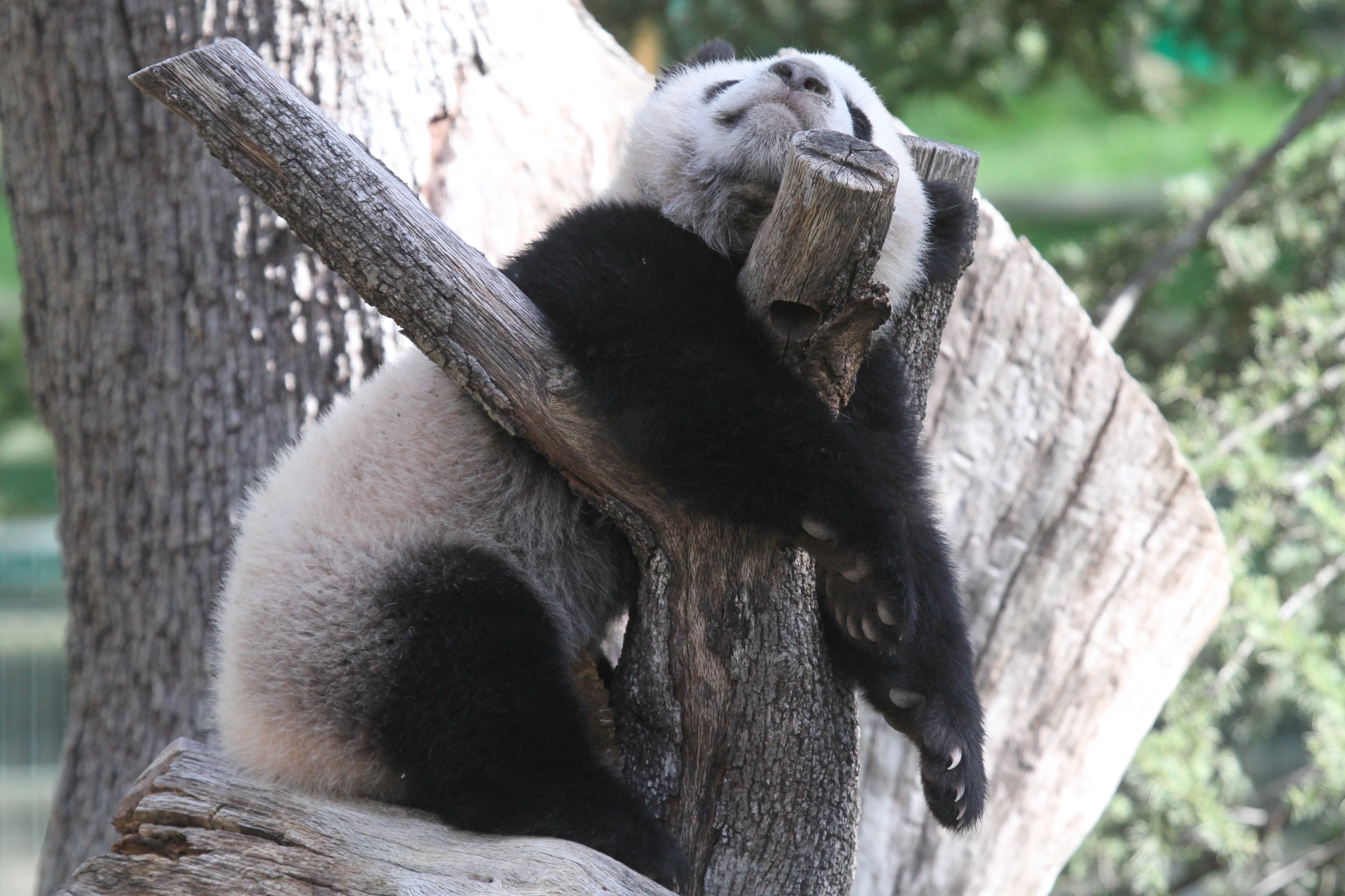 Zoo Madrid