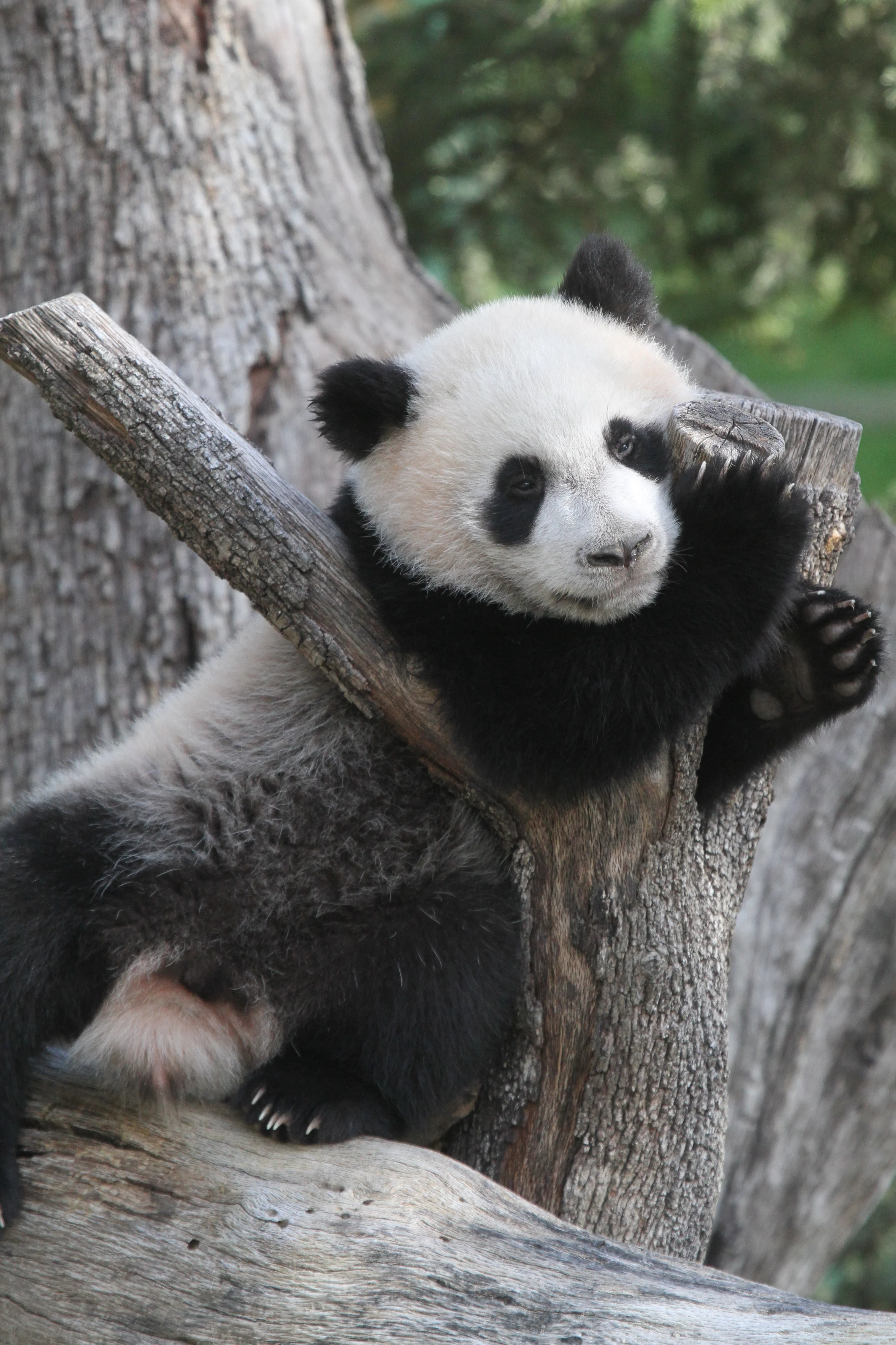 Zoo Madrid