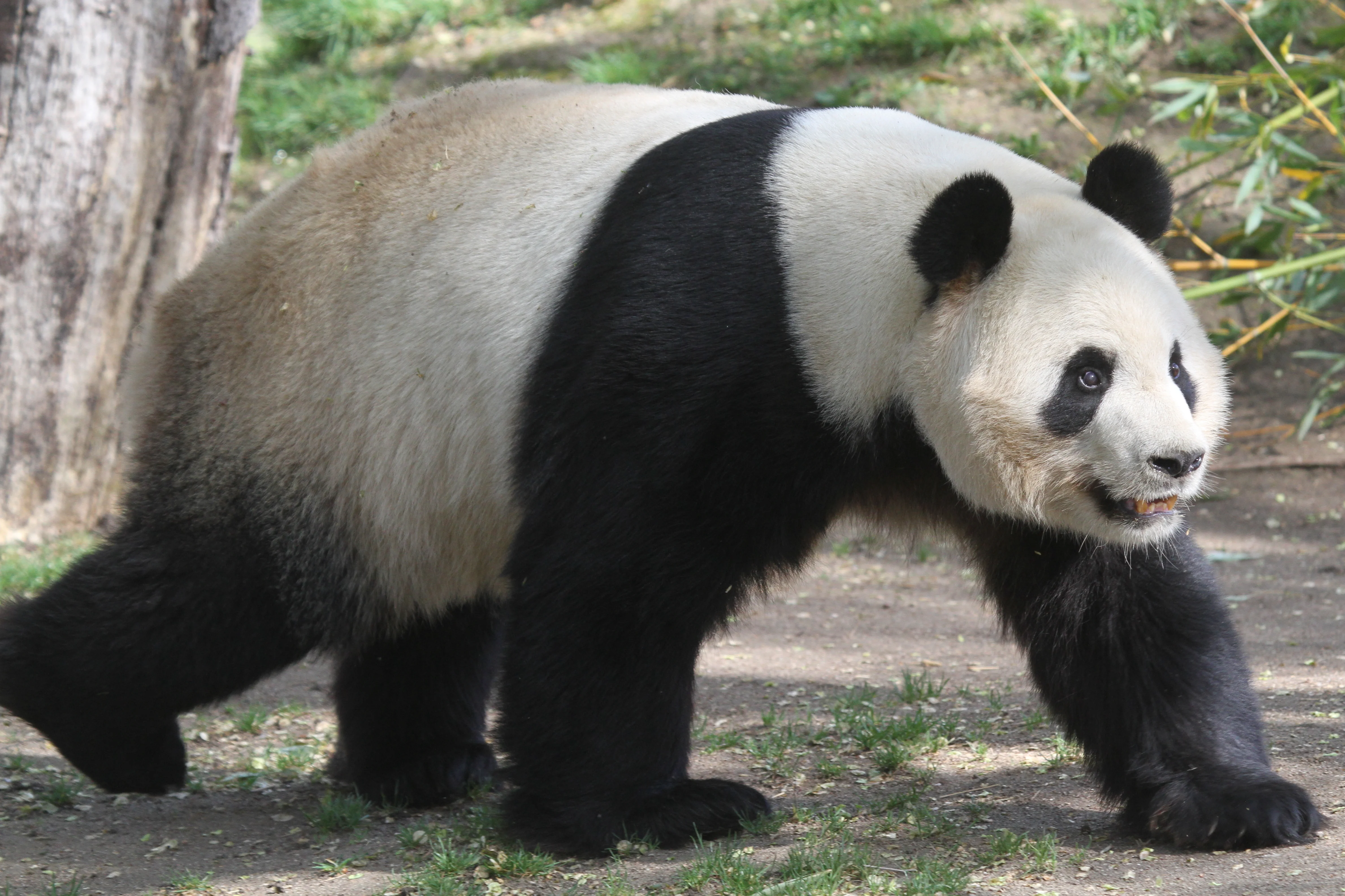 Zoo Madrid