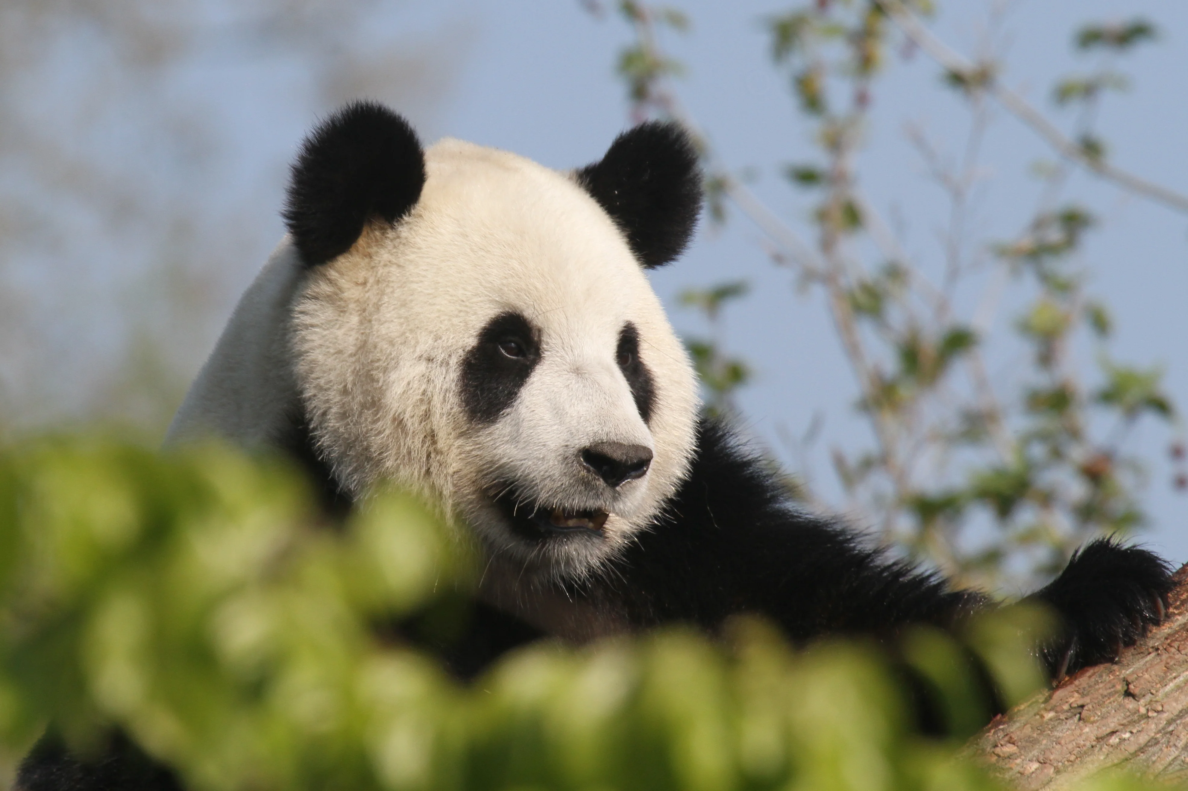 Pairi Daiza