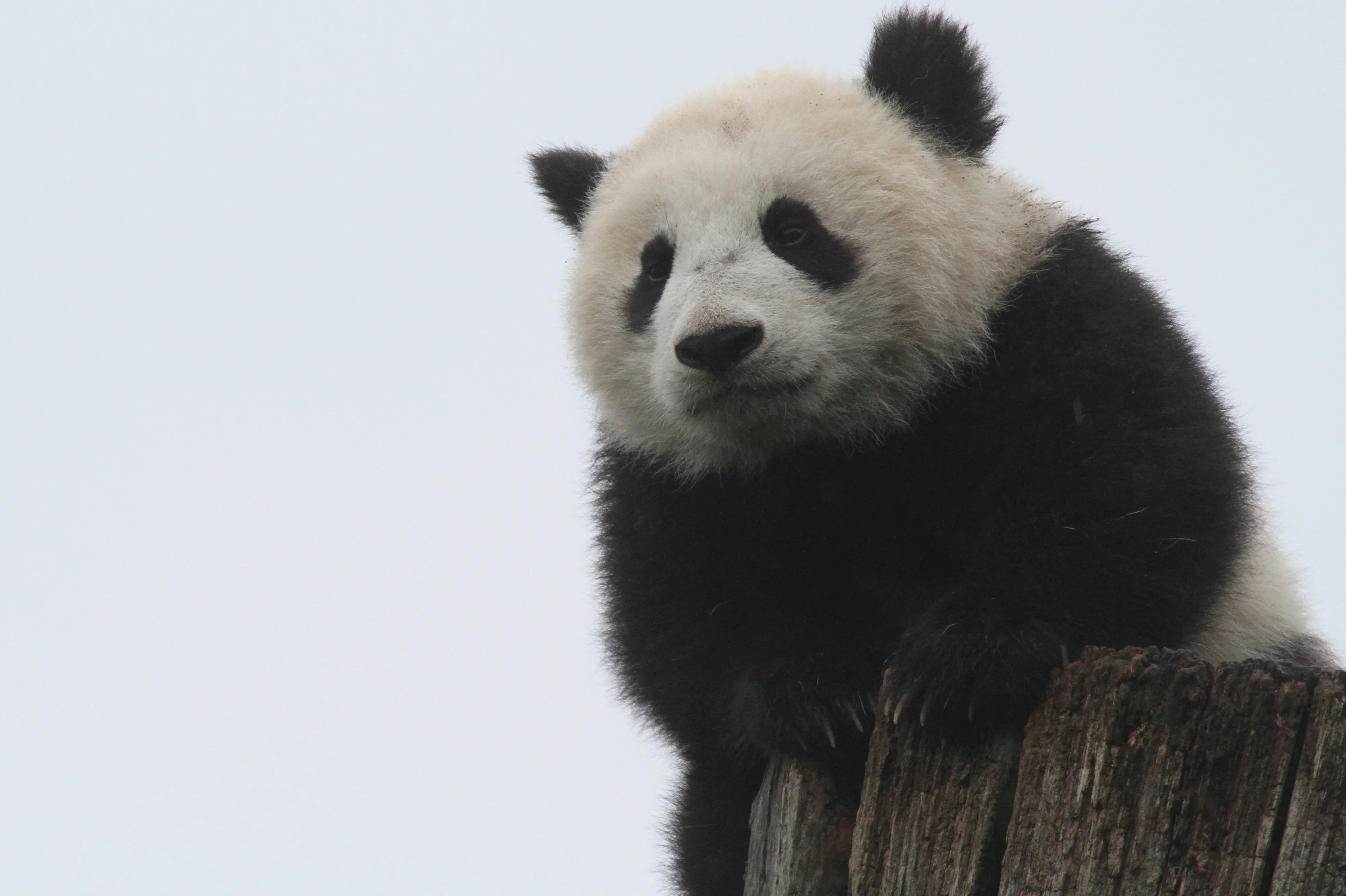 Tiergarten Schönbrunn