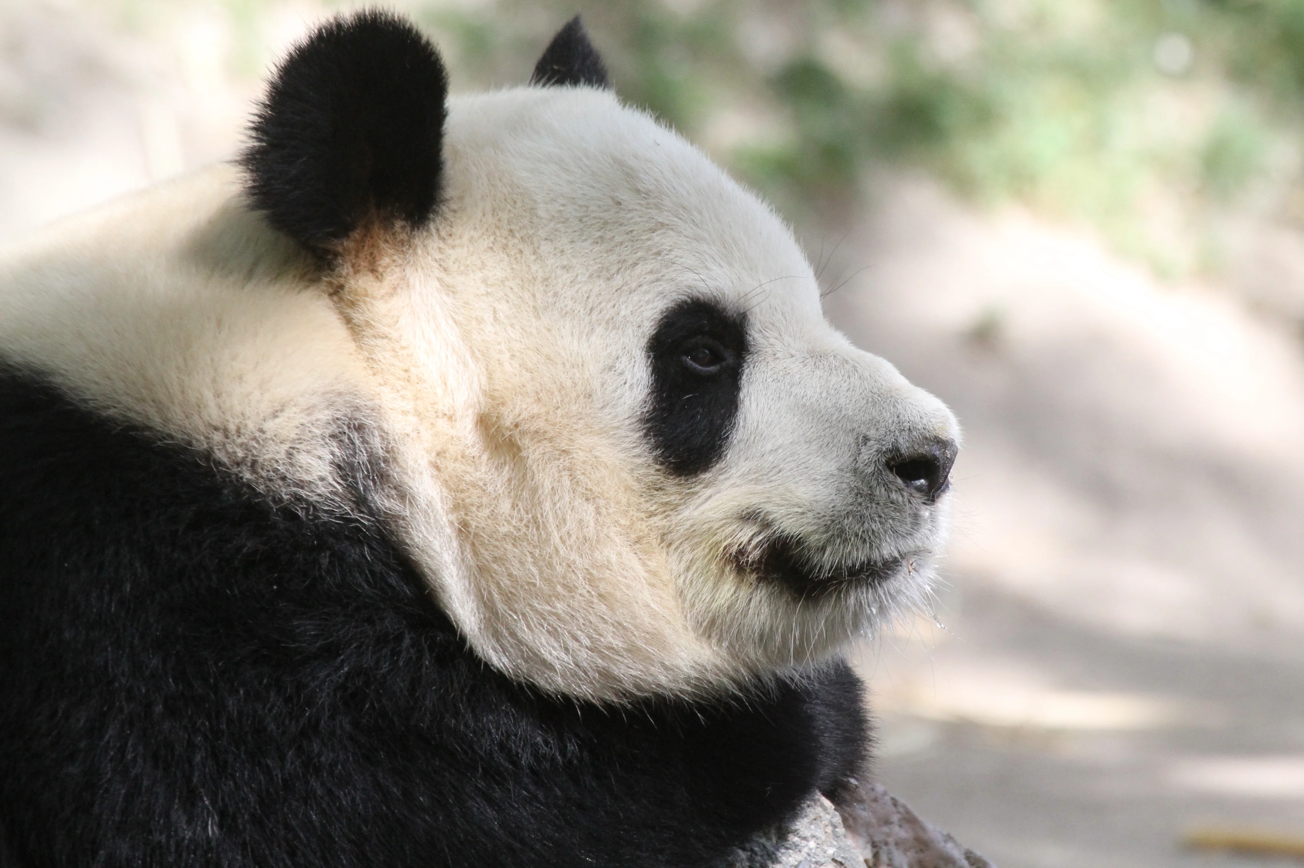 Zoo Madrid