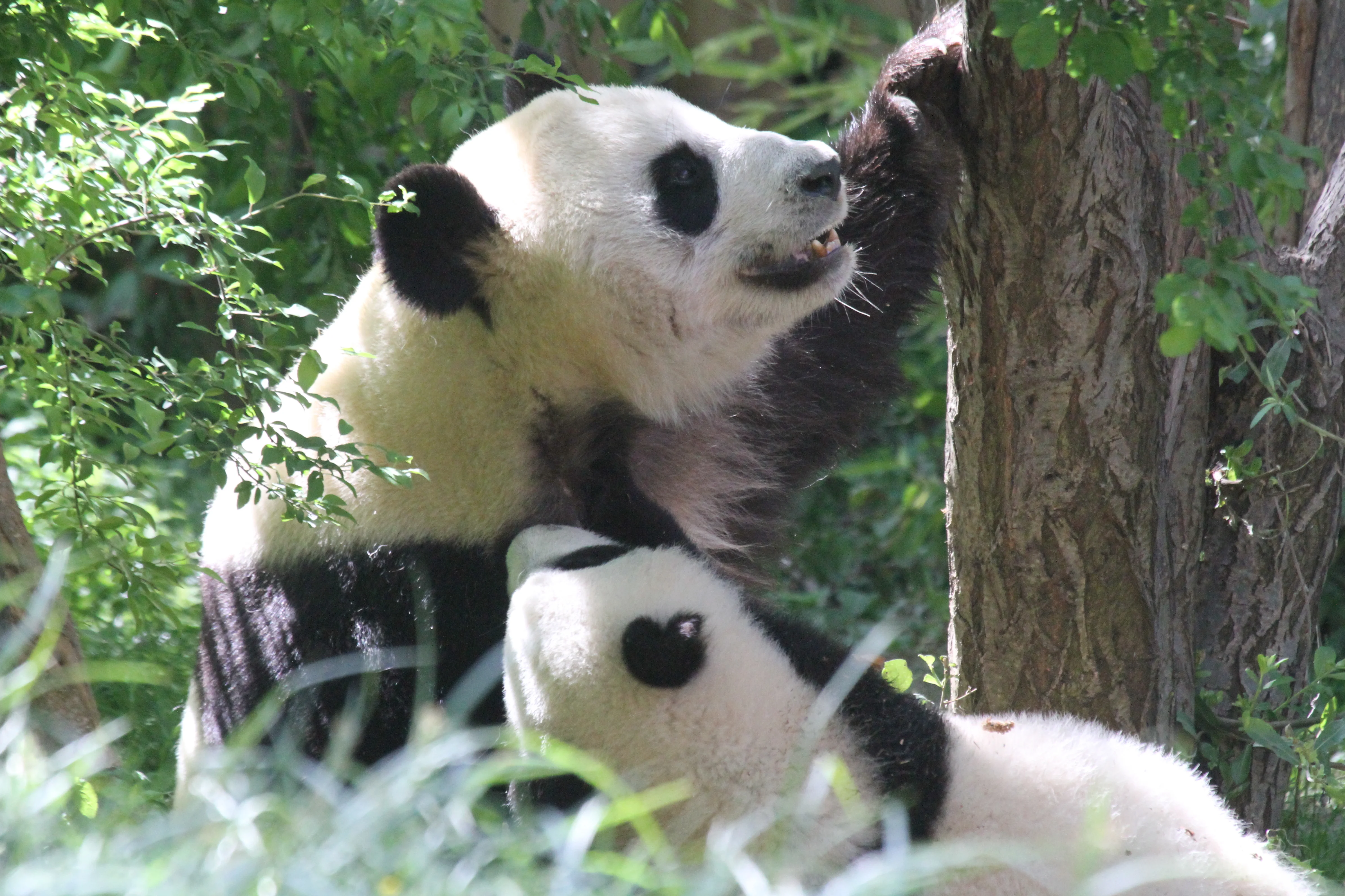 Zoo Madrid