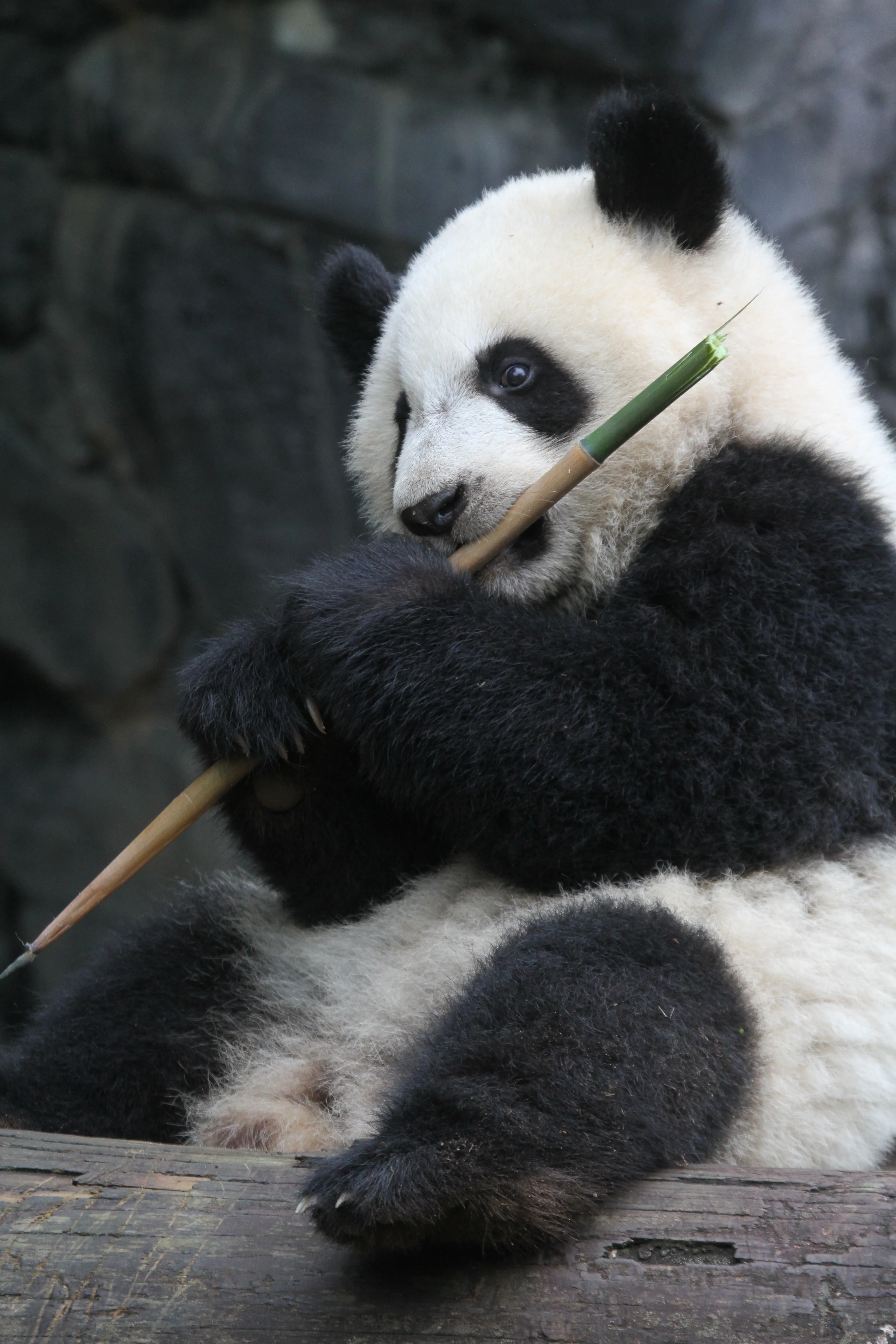 Zoo Atlanta