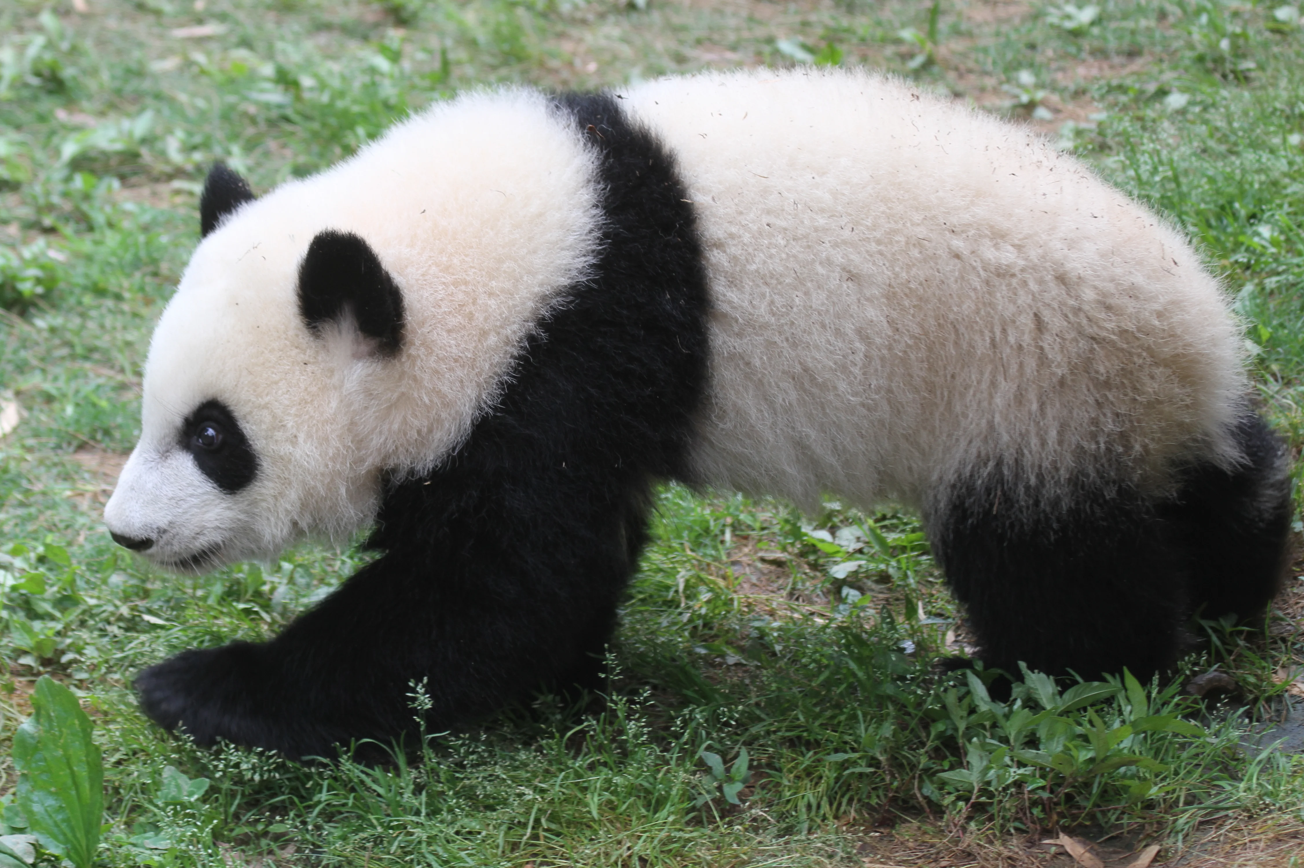 Zoo Atlanta