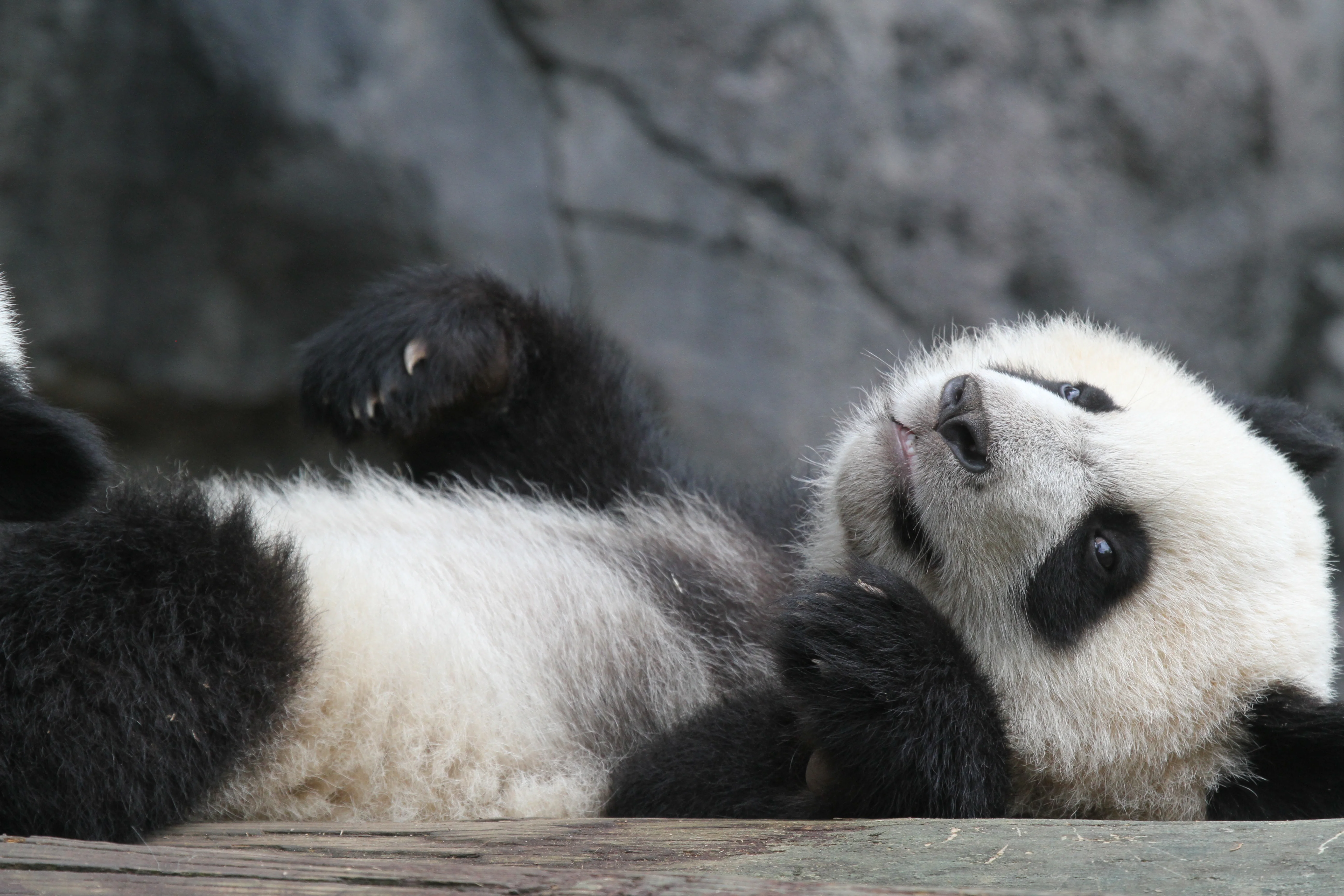 Zoo Atlanta