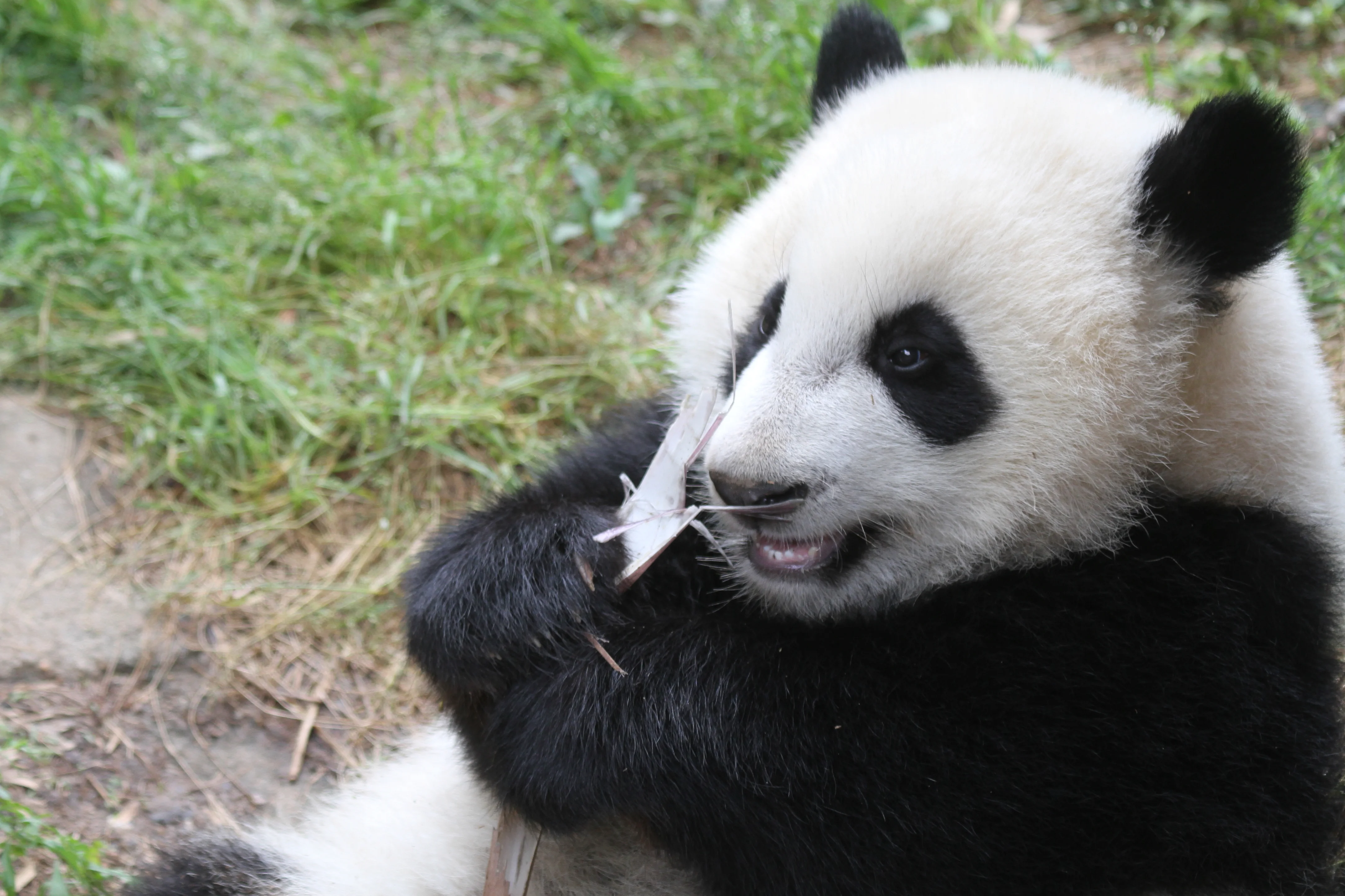 Zoo Atlanta