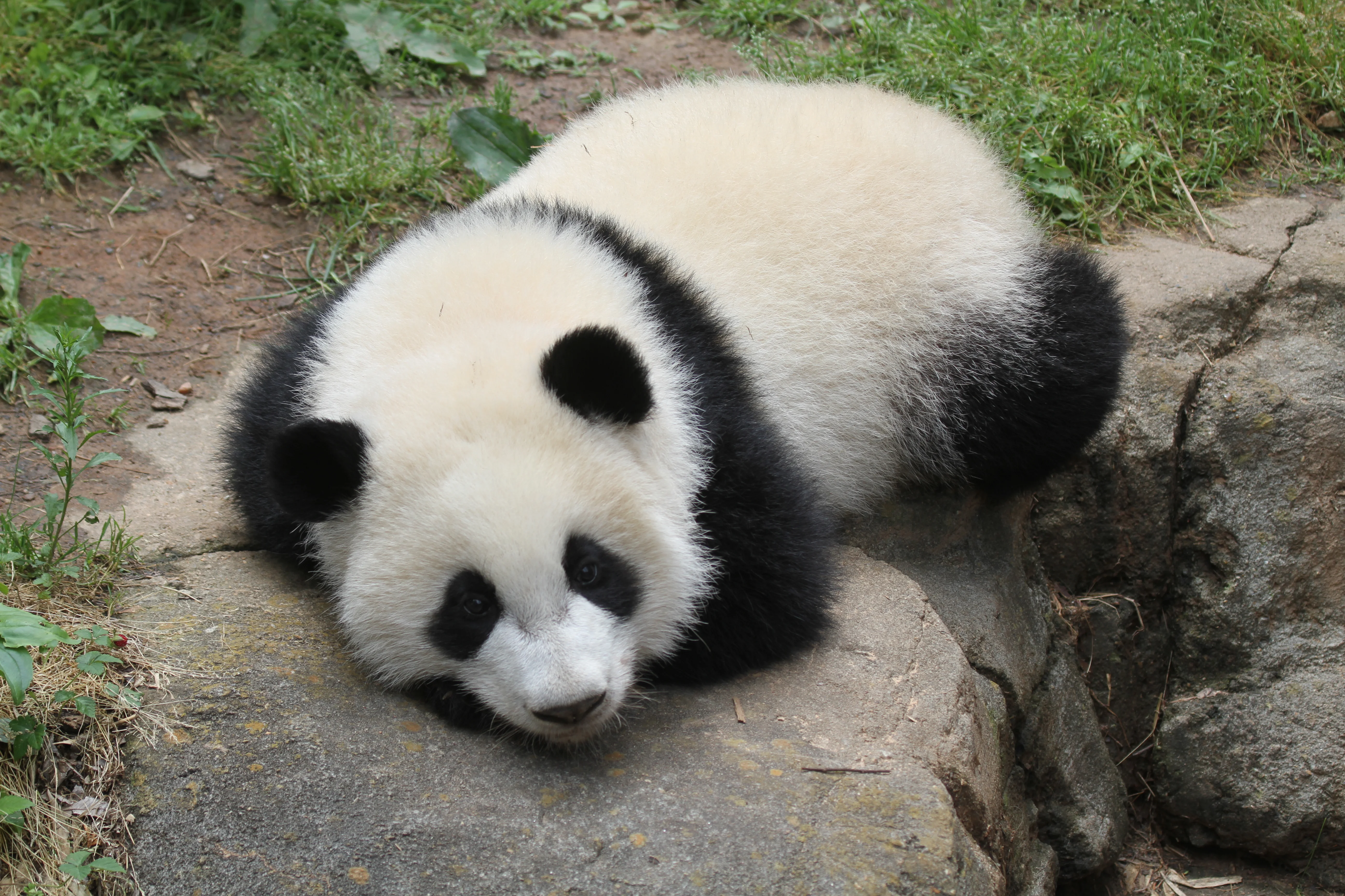 Zoo Atlanta