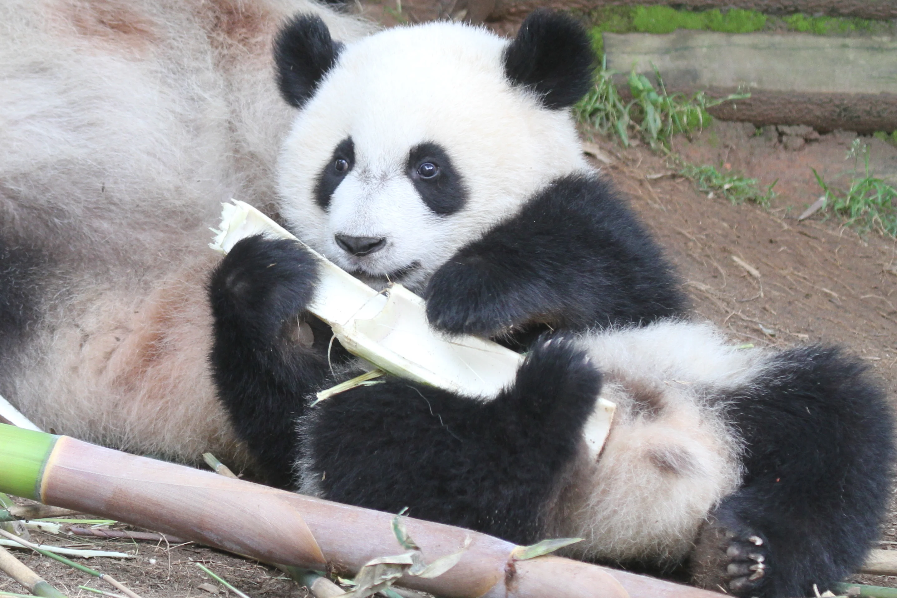 Zoo Atlanta
