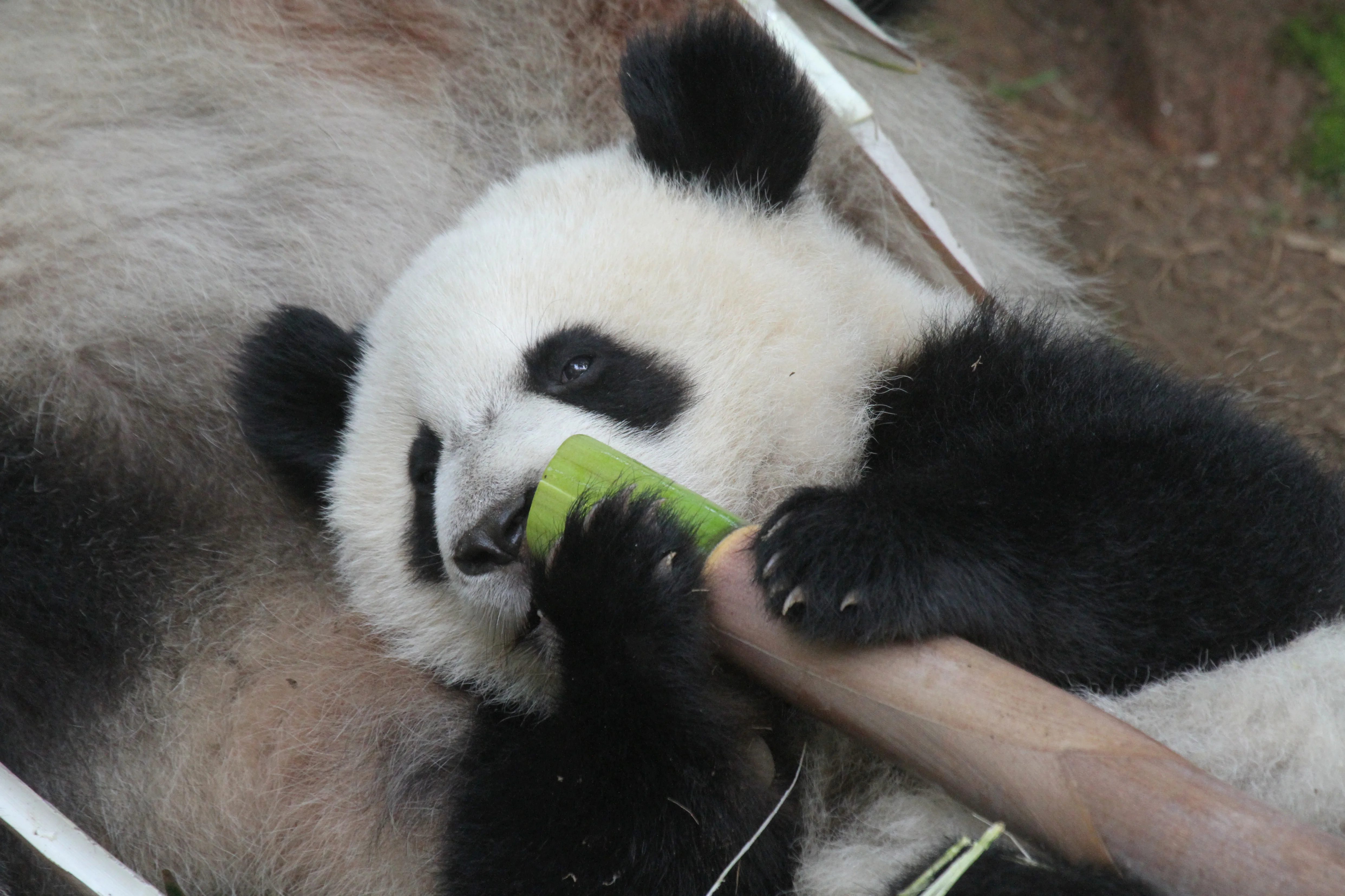 Zoo Atlanta