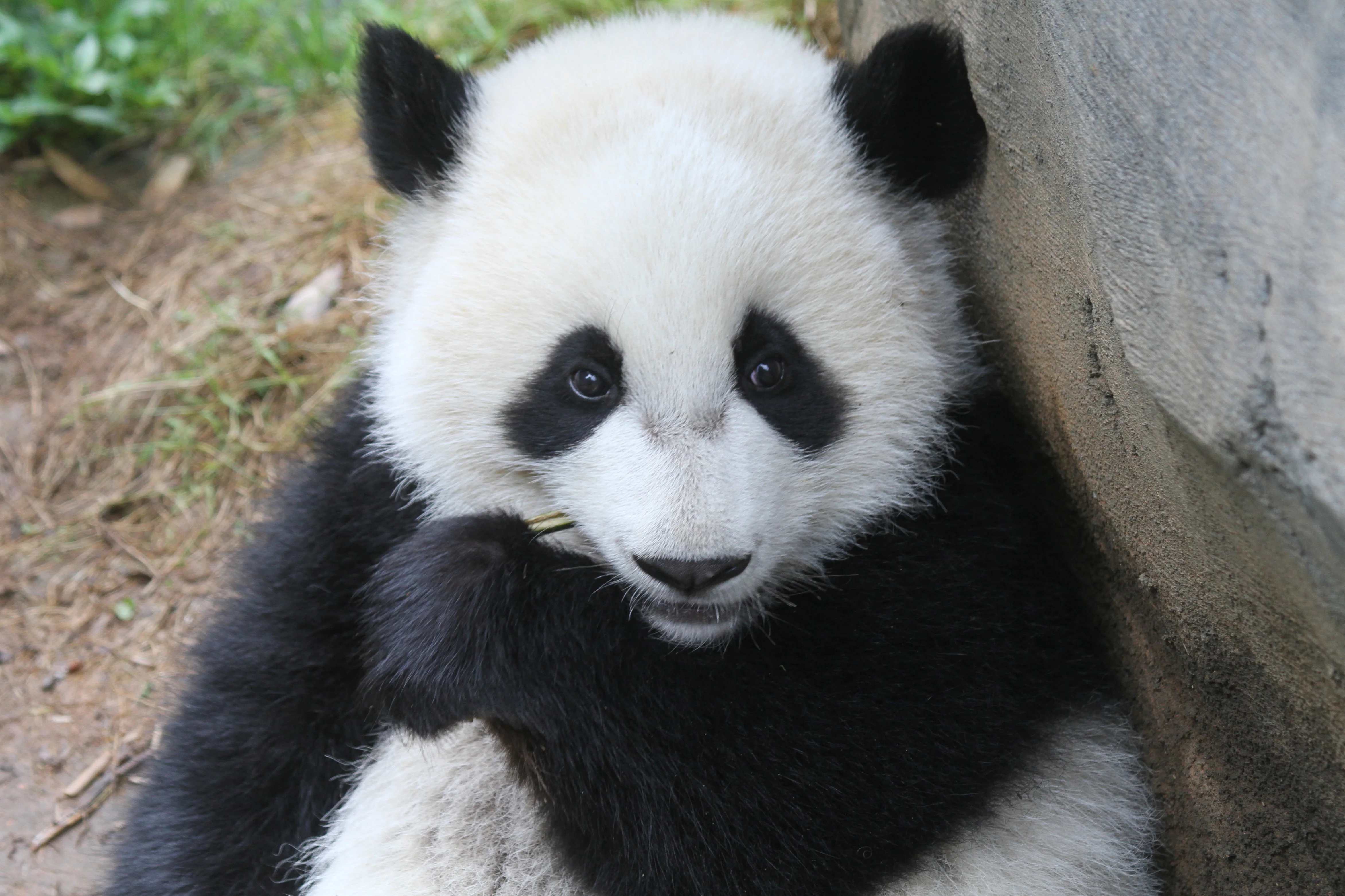 Zoo Atlanta