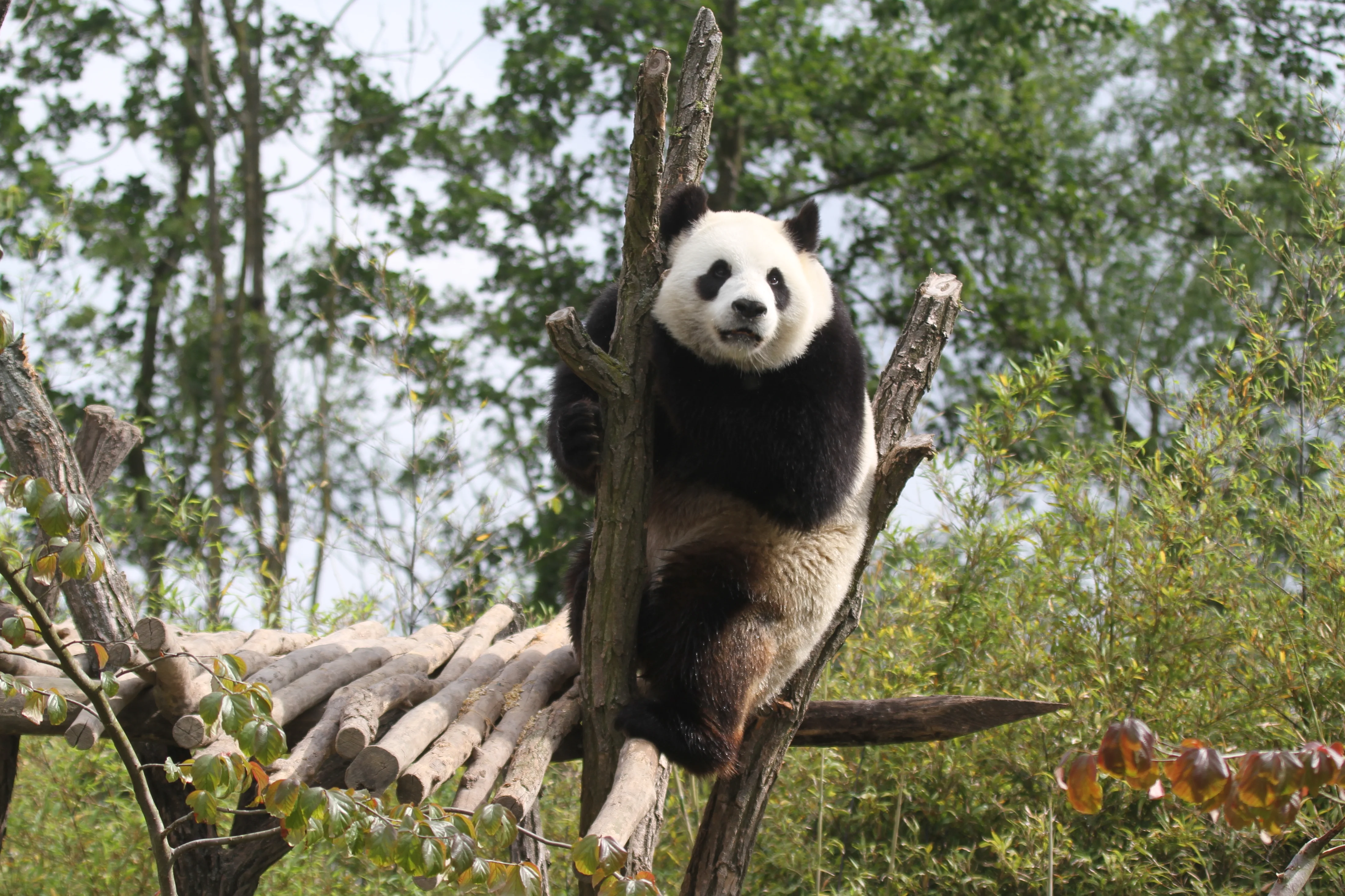 Pairi Daiza