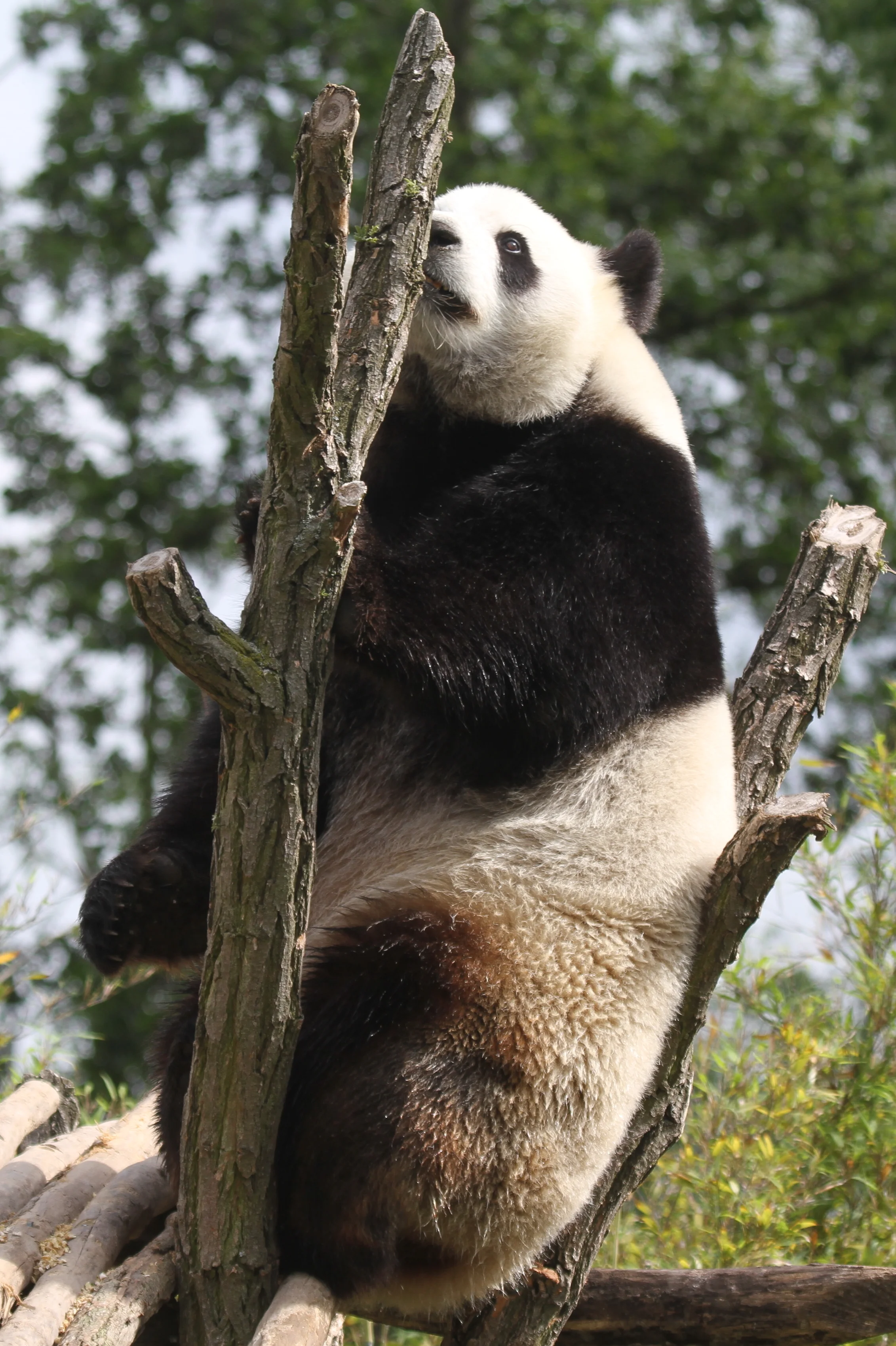 Pairi Daiza