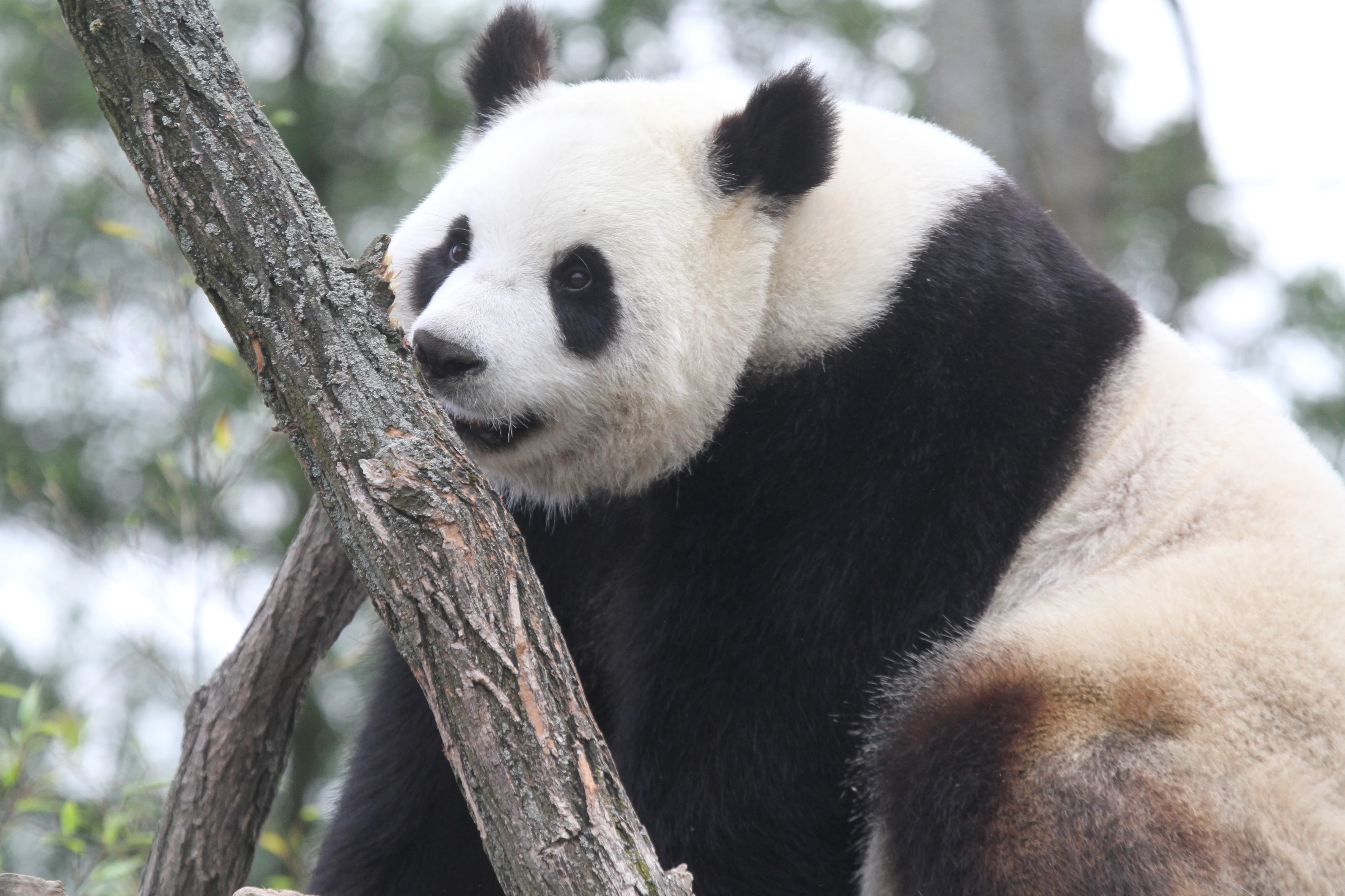 Pairi Daiza
