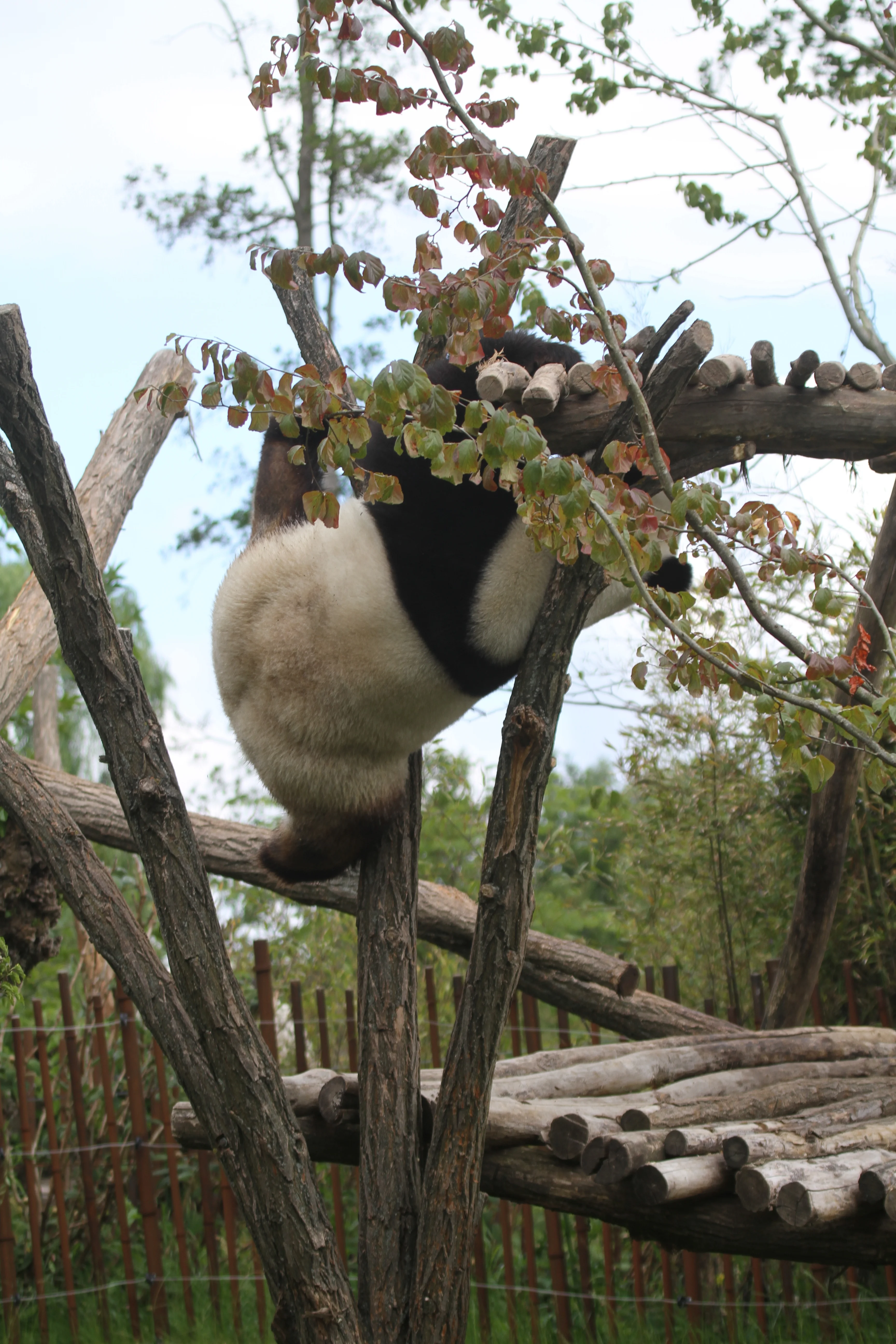 Pairi Daiza
