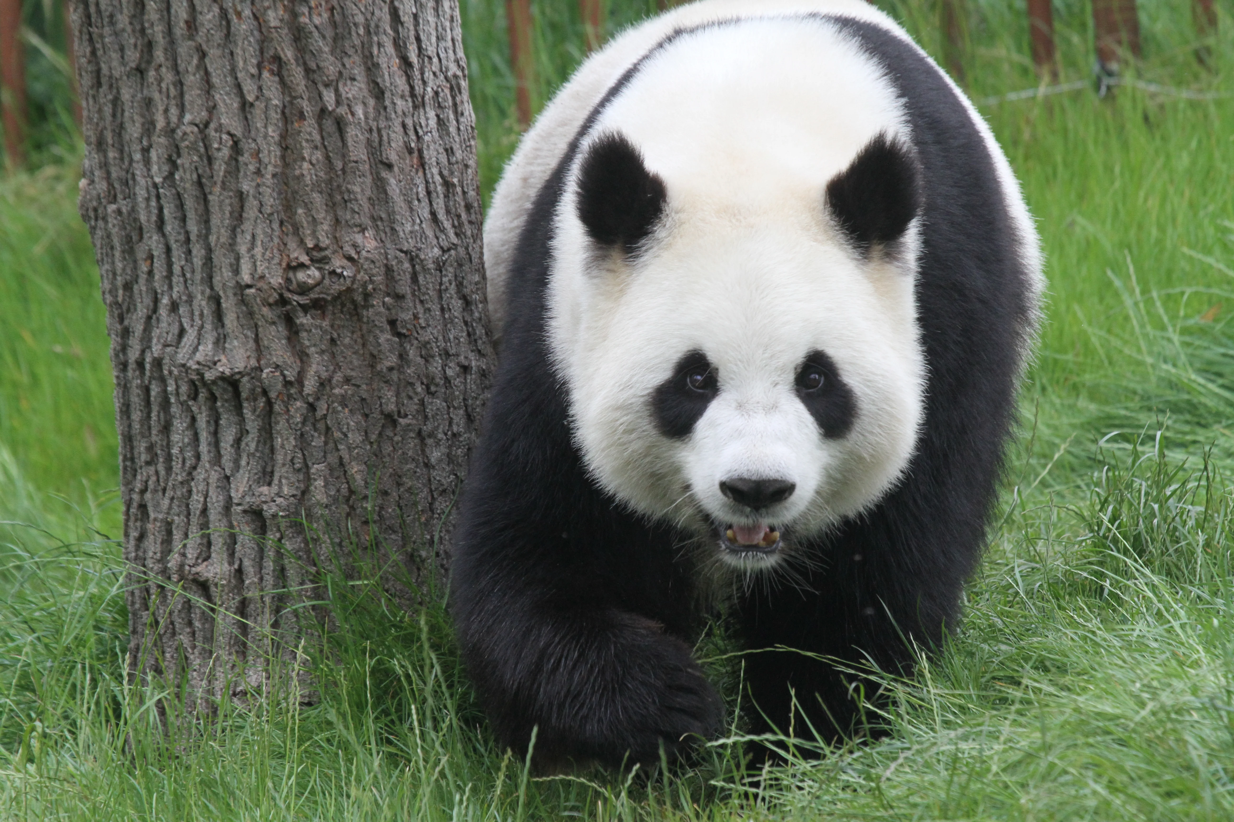 Pairi Daiza