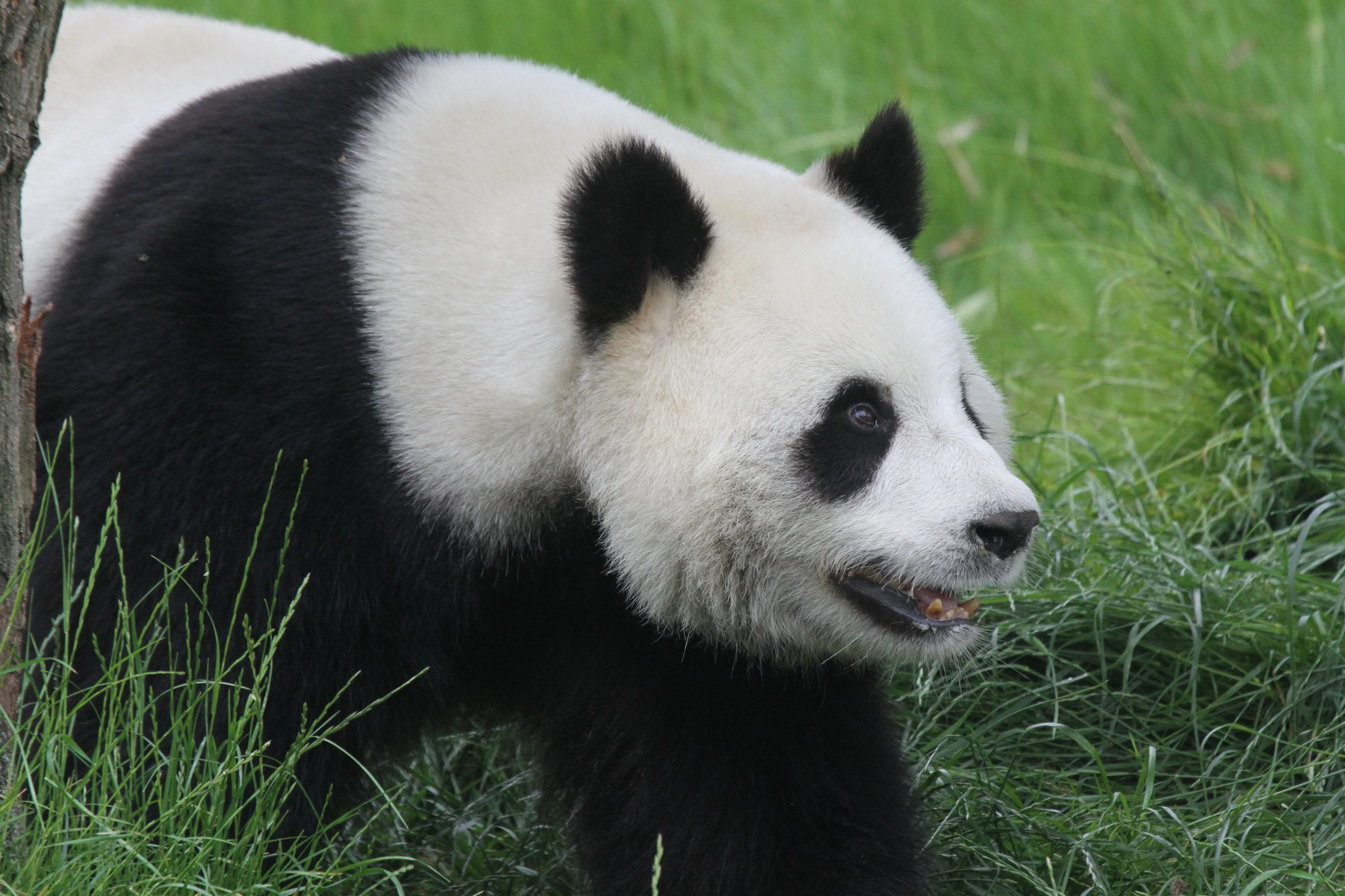 Pairi Daiza