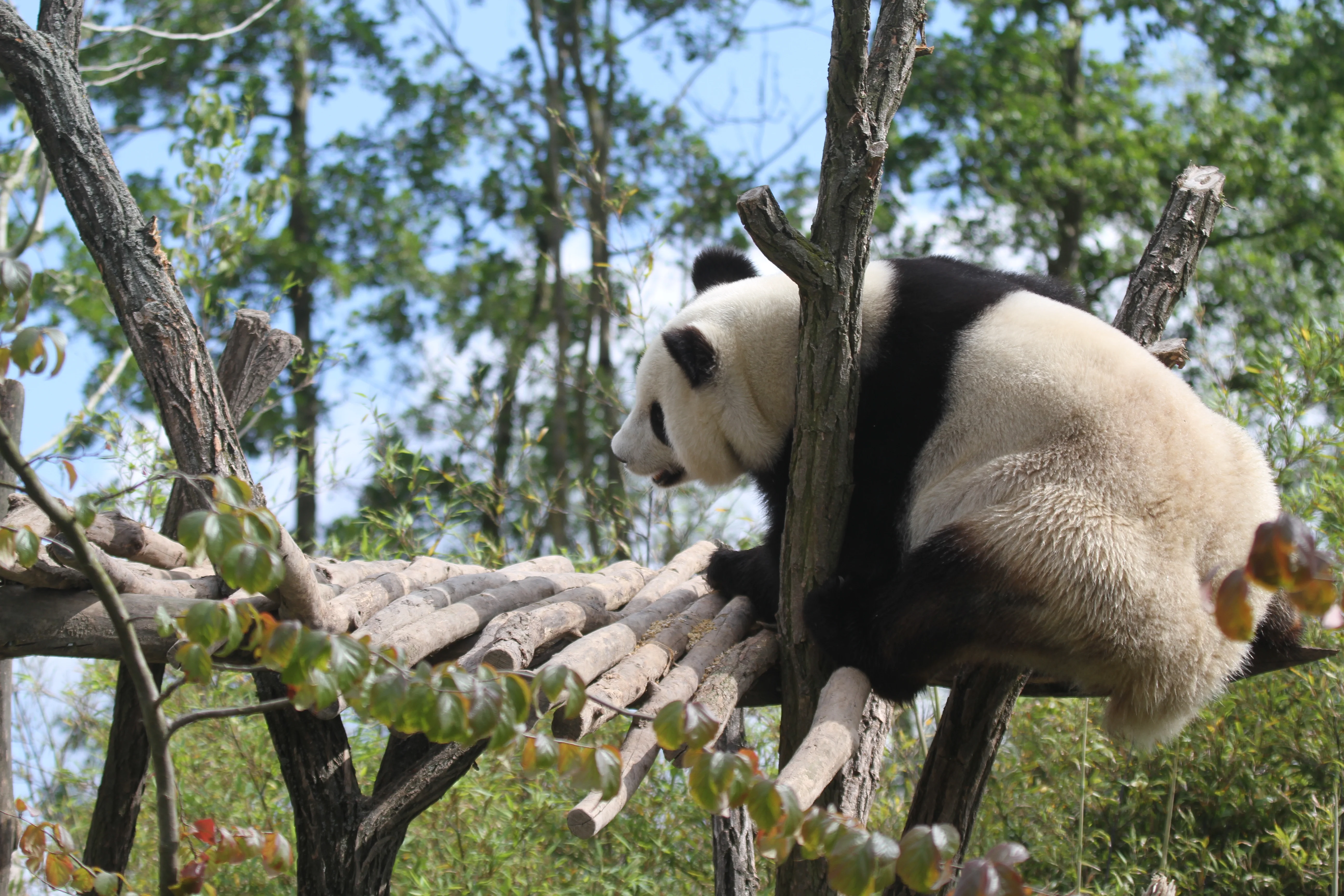 Pairi Daiza