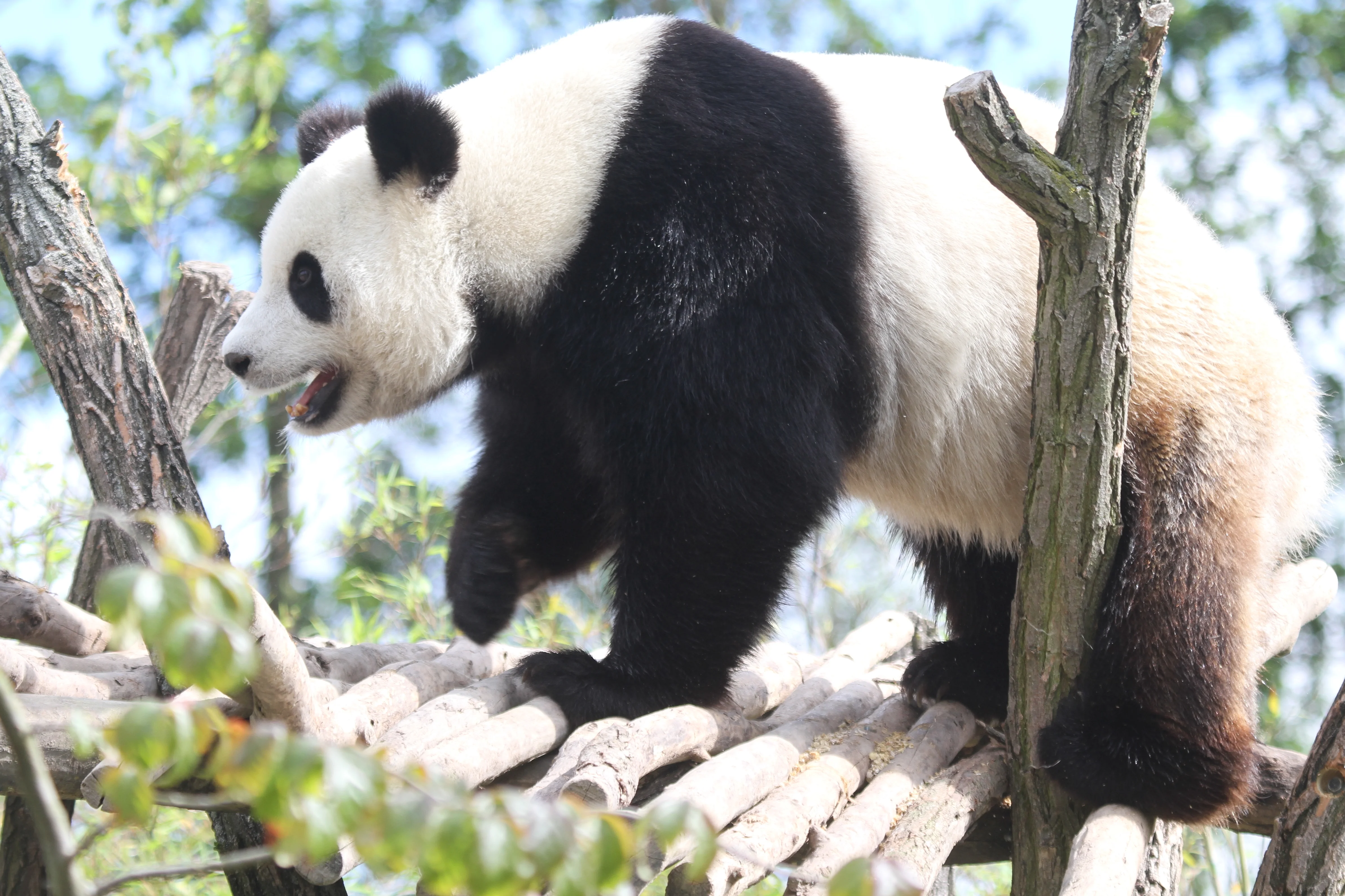 Pairi Daiza